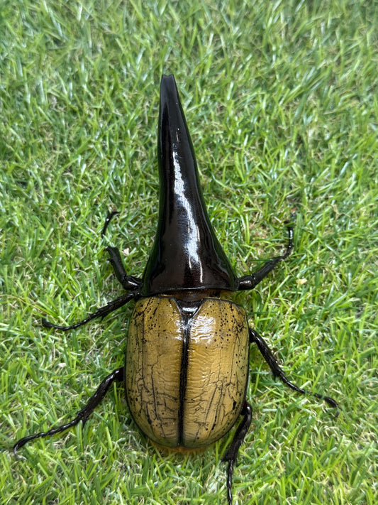 DH･ヘラクレス(極短極太)　♂121mm成虫ペア