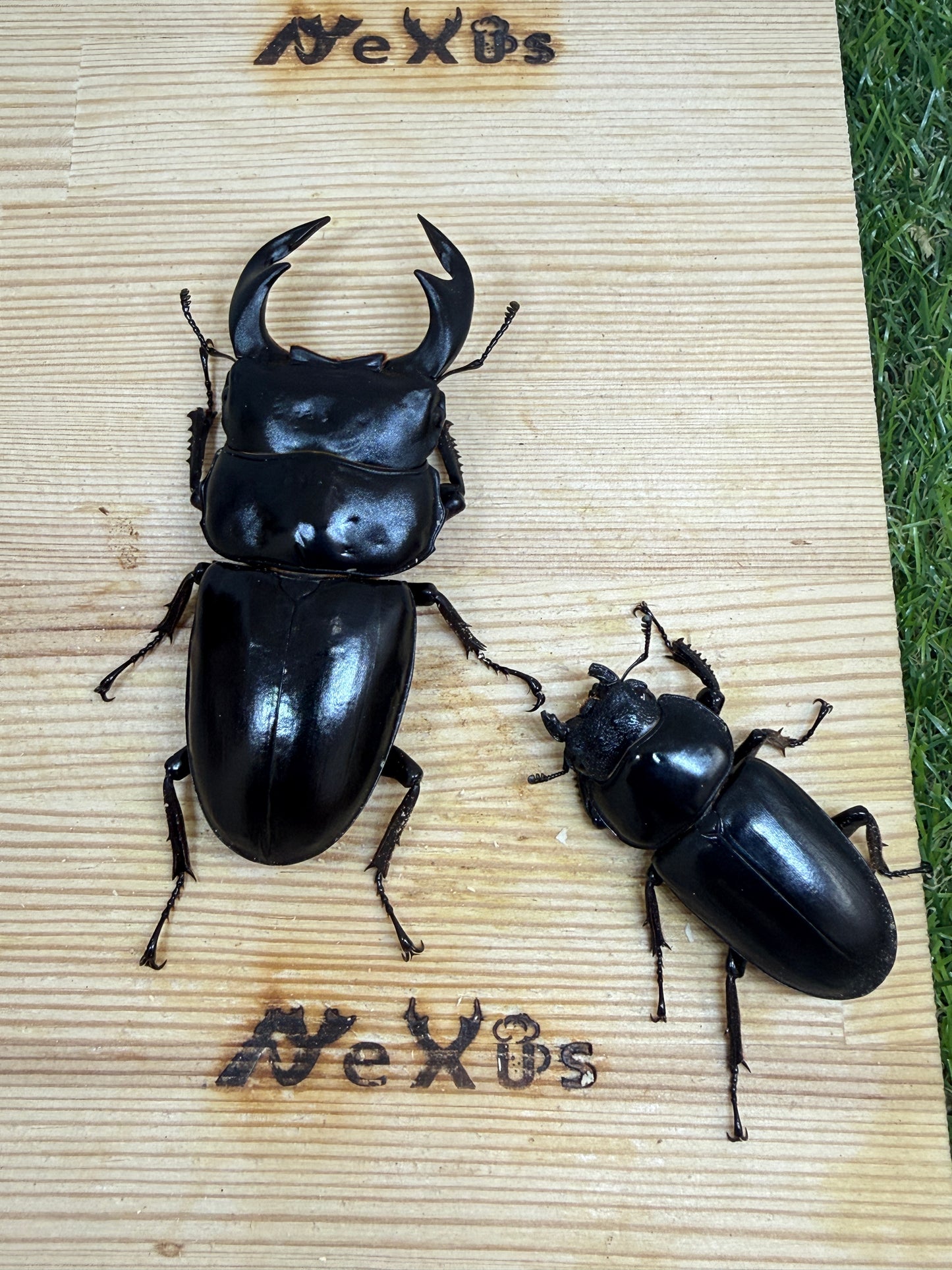 インド アンタエウスオオクワガタ　♂81.5mm成虫ペア