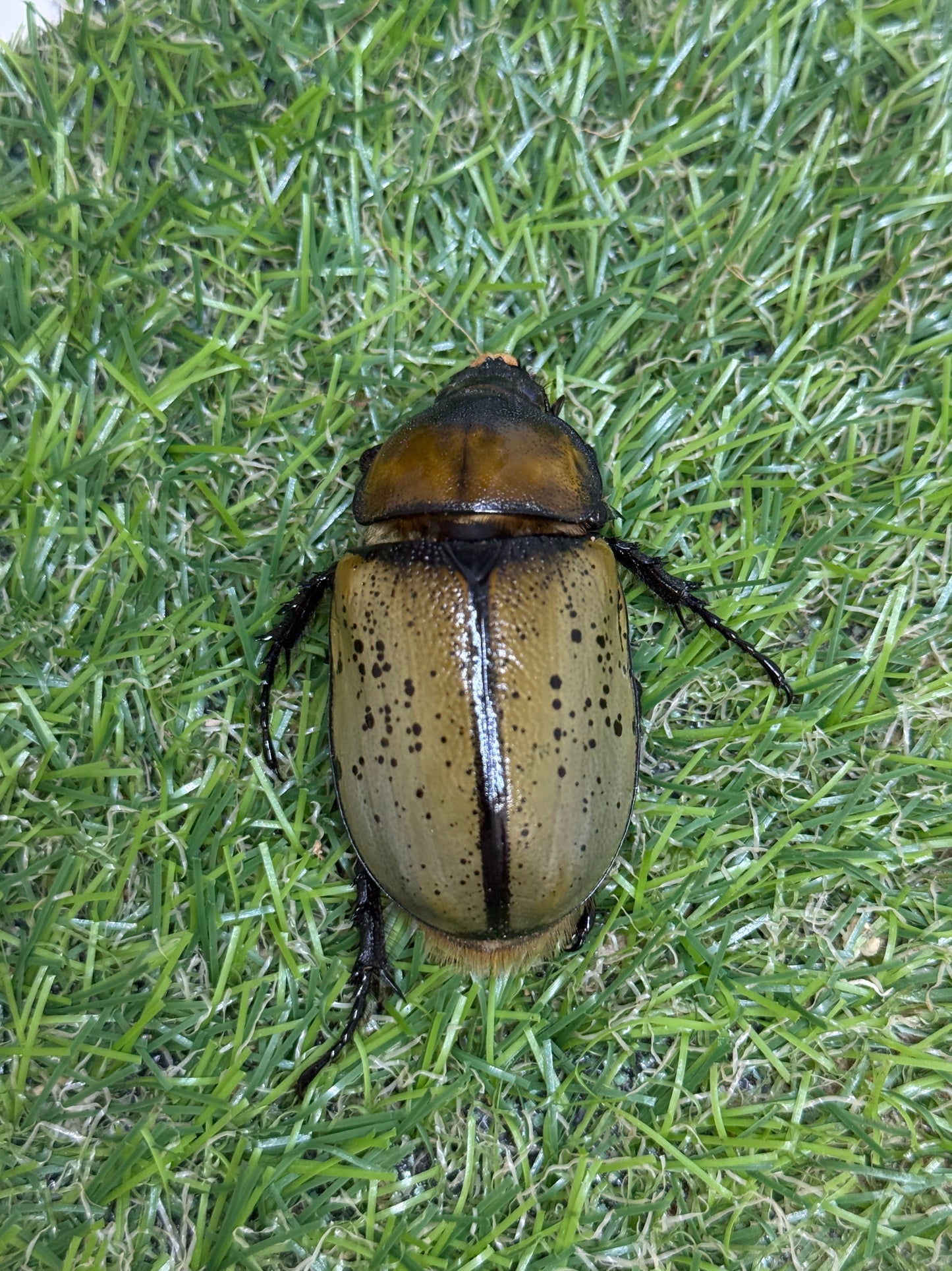 ティティウスシロカブト　♂65mm成虫ペア
