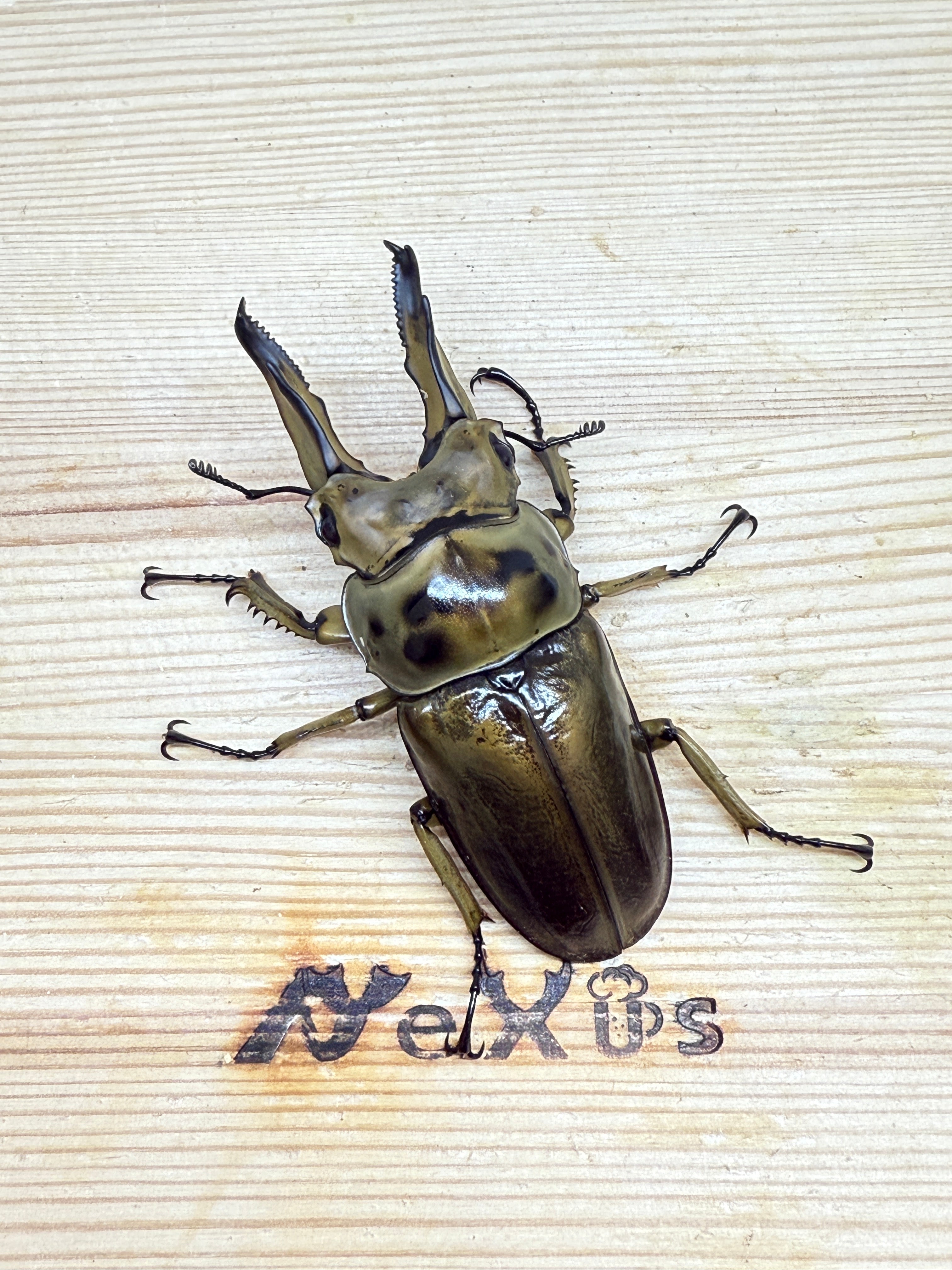 ババオウゴンオニクワガタ ♂69.7mm単品 – 昆虫ショップNexus
