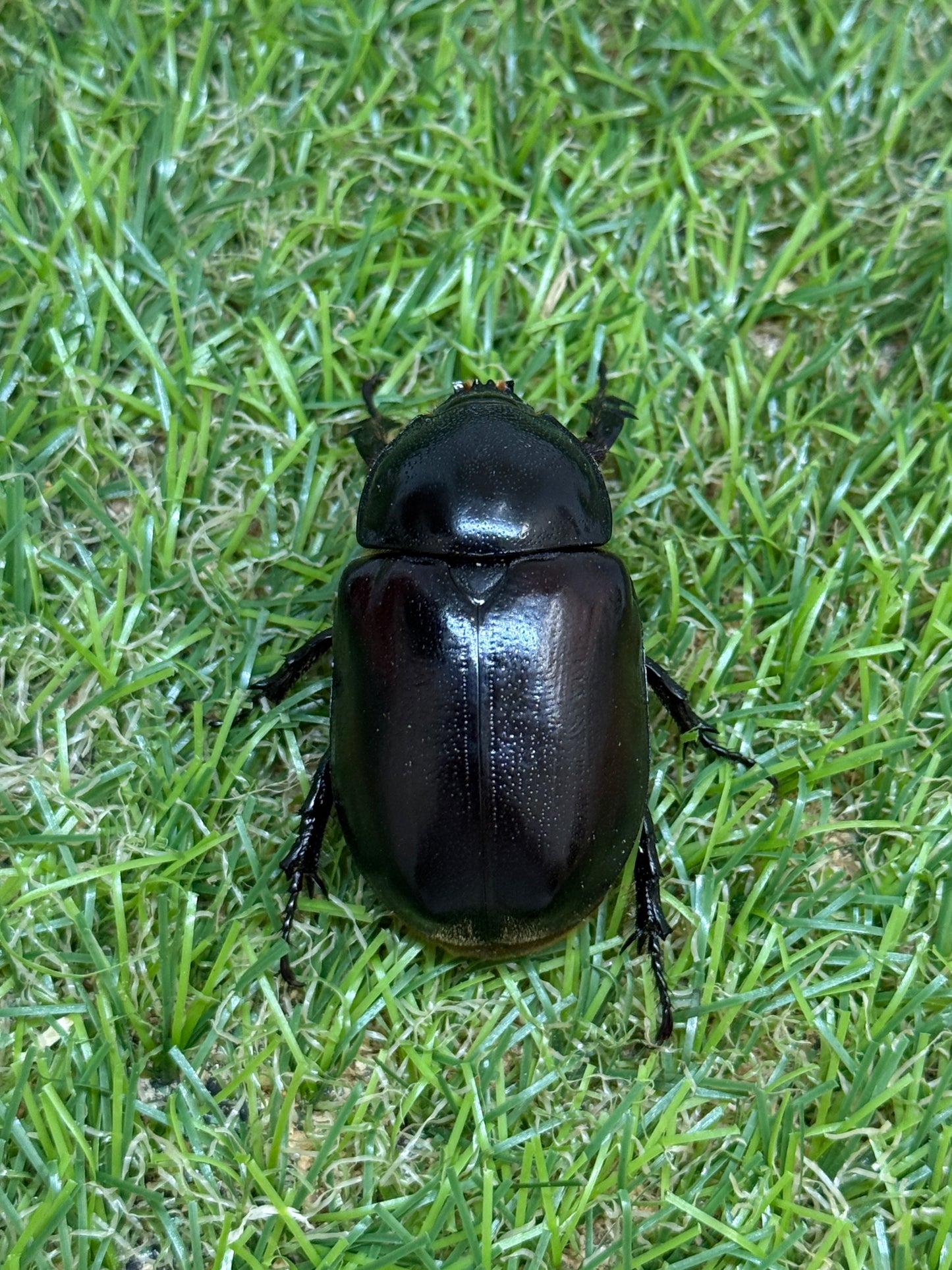 エンドウゴホンヅノカブト　♂49mm成虫ペア