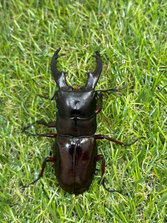 ボーリンフタマタクワガタ亜種バミノルム　♂68mm成虫ペア