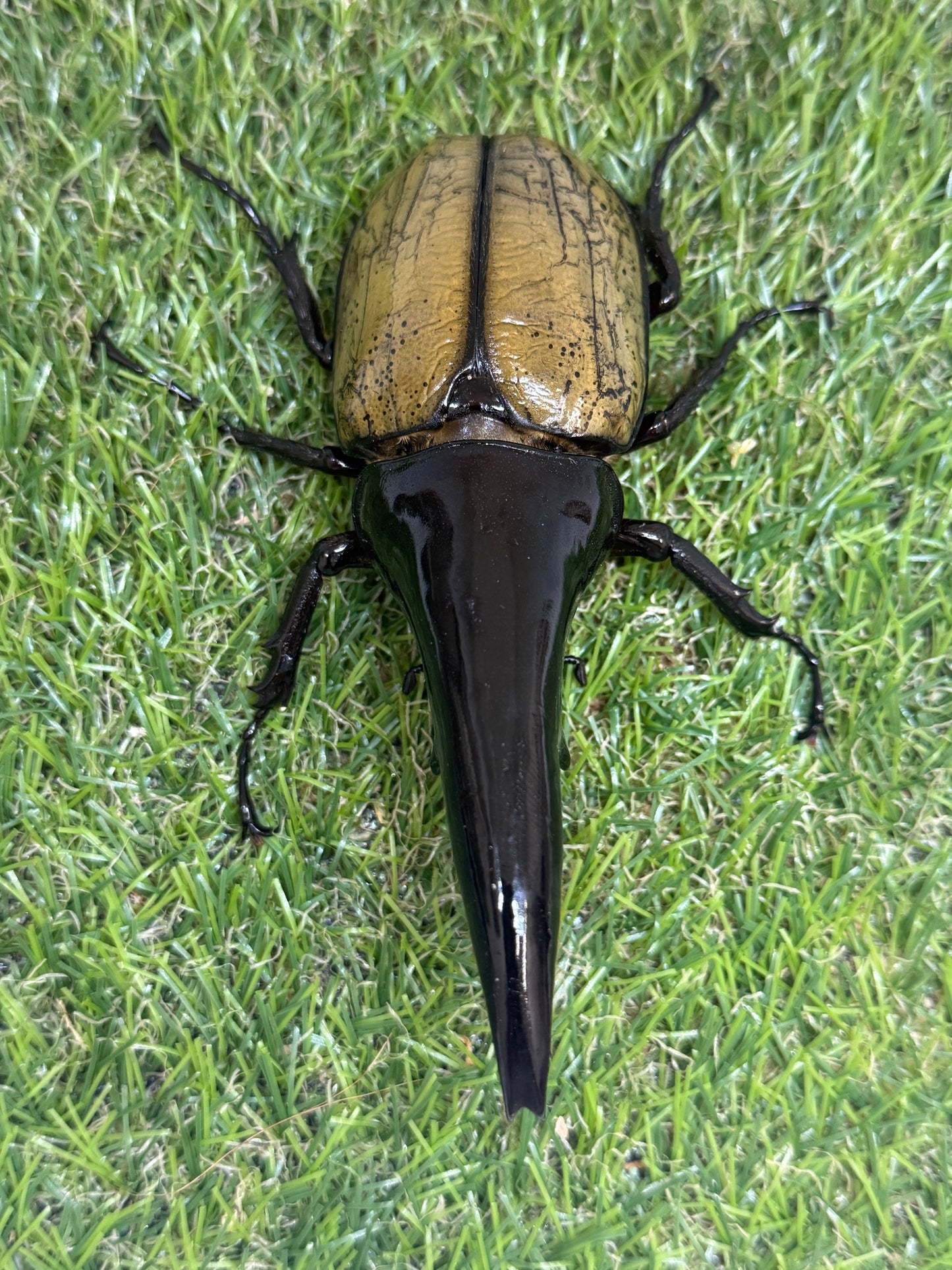 DH･ヘラクレス(極短極太)　♂121mm成虫ペア