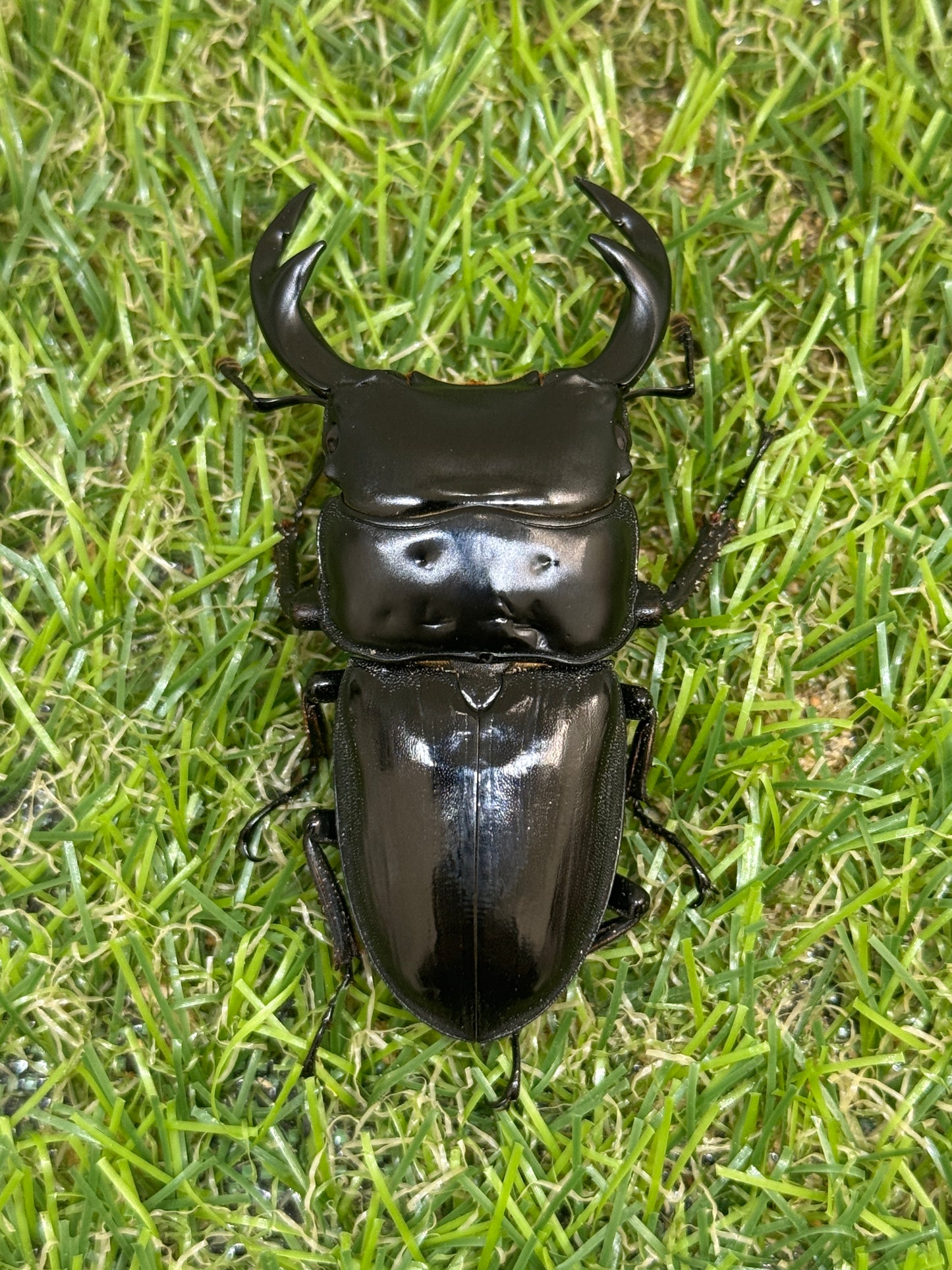 クルビデンスオオクワガタ　(タイ ドイサケット産)♂62mm成虫ペア