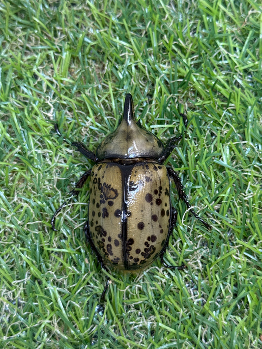 ティティウスシロカブト　♂50mm成虫トリオ