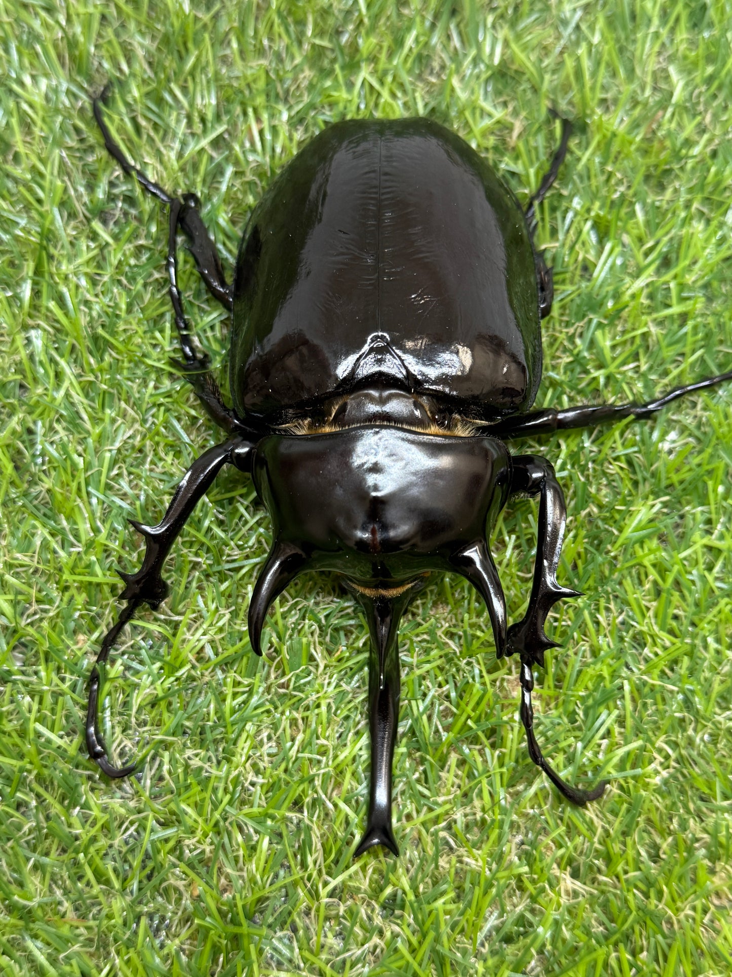 マルスゾウカブト　♂113mm成虫ペア