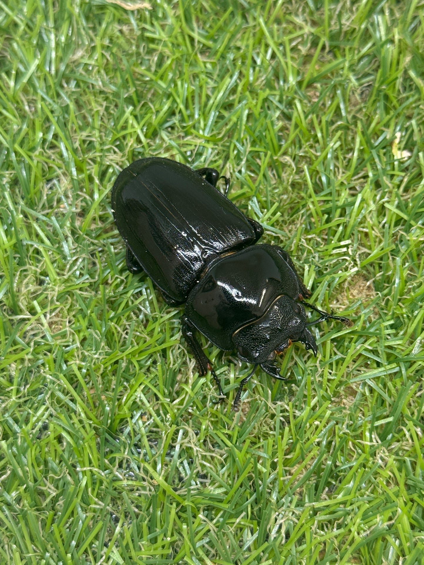 オオクワガタ　奈良輪川西　♂67mm成虫ペア
