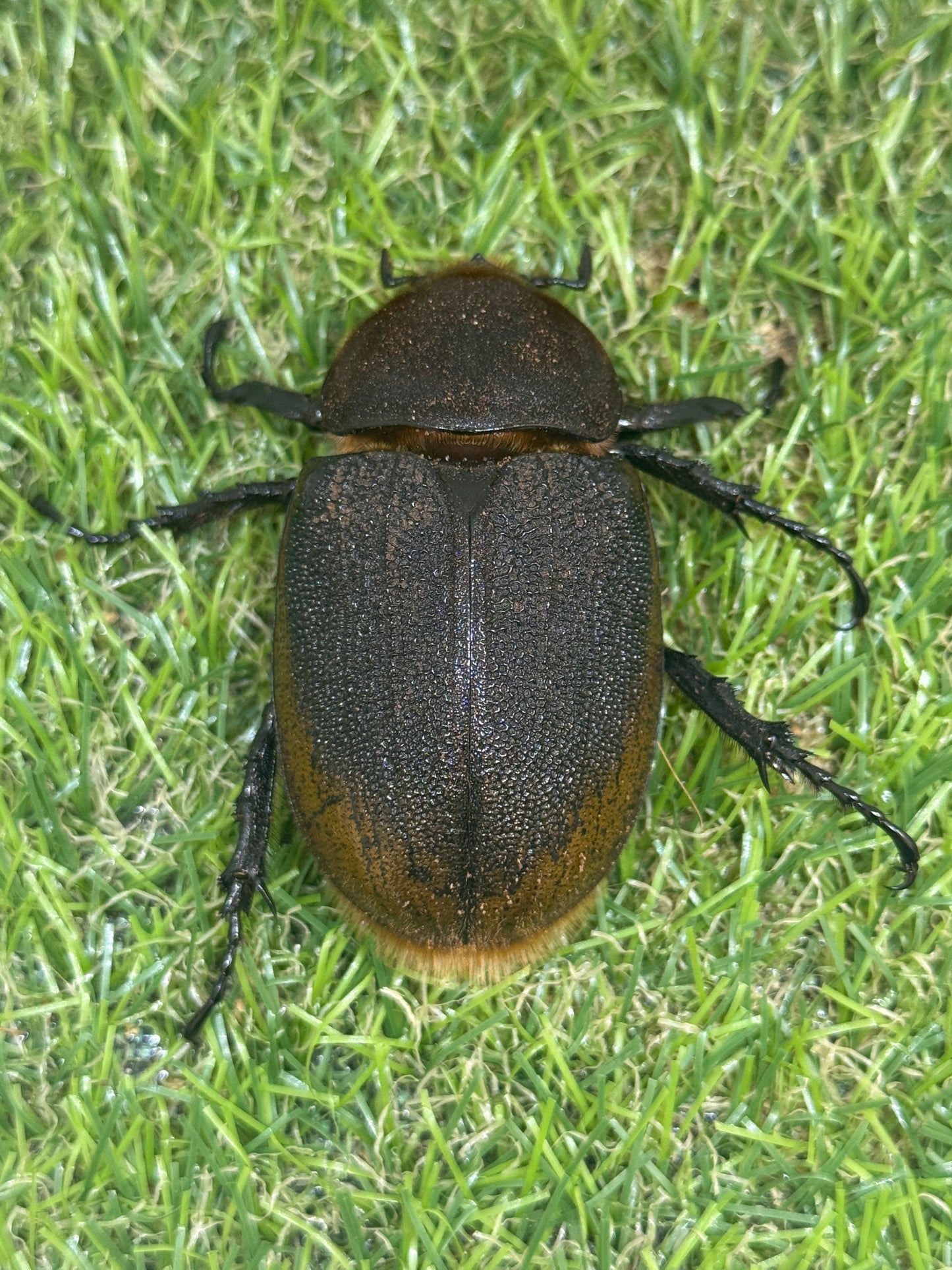 DH・リッキー　♀62mm単品