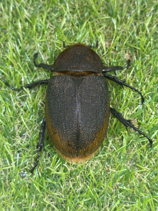 DH・リッキー　♀62mm単品