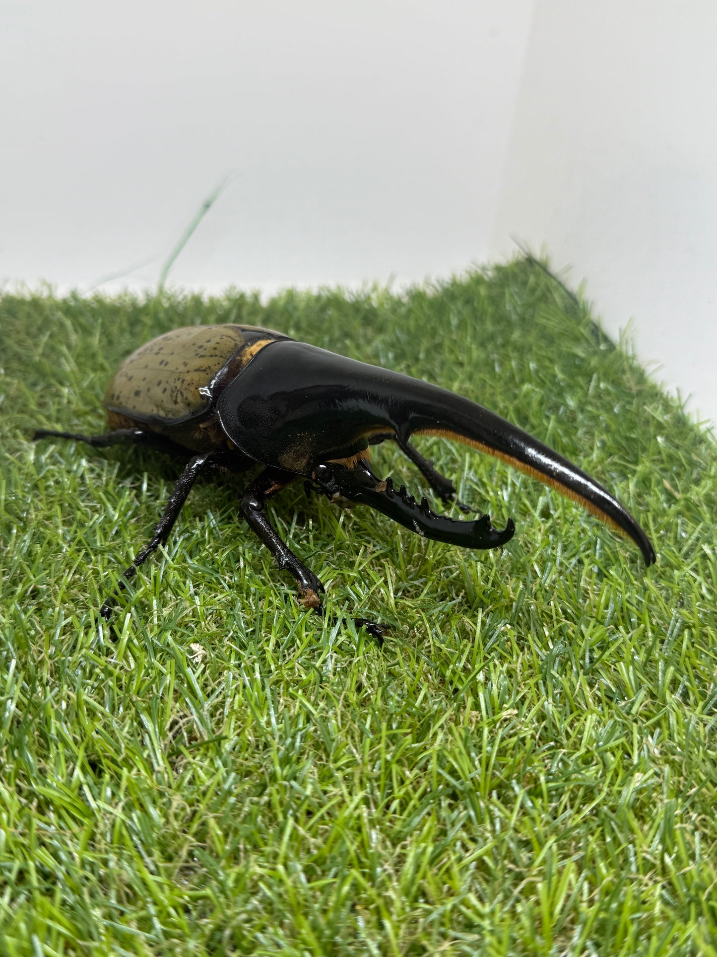 DH･ヘラクレス　♂148mm成虫ペア