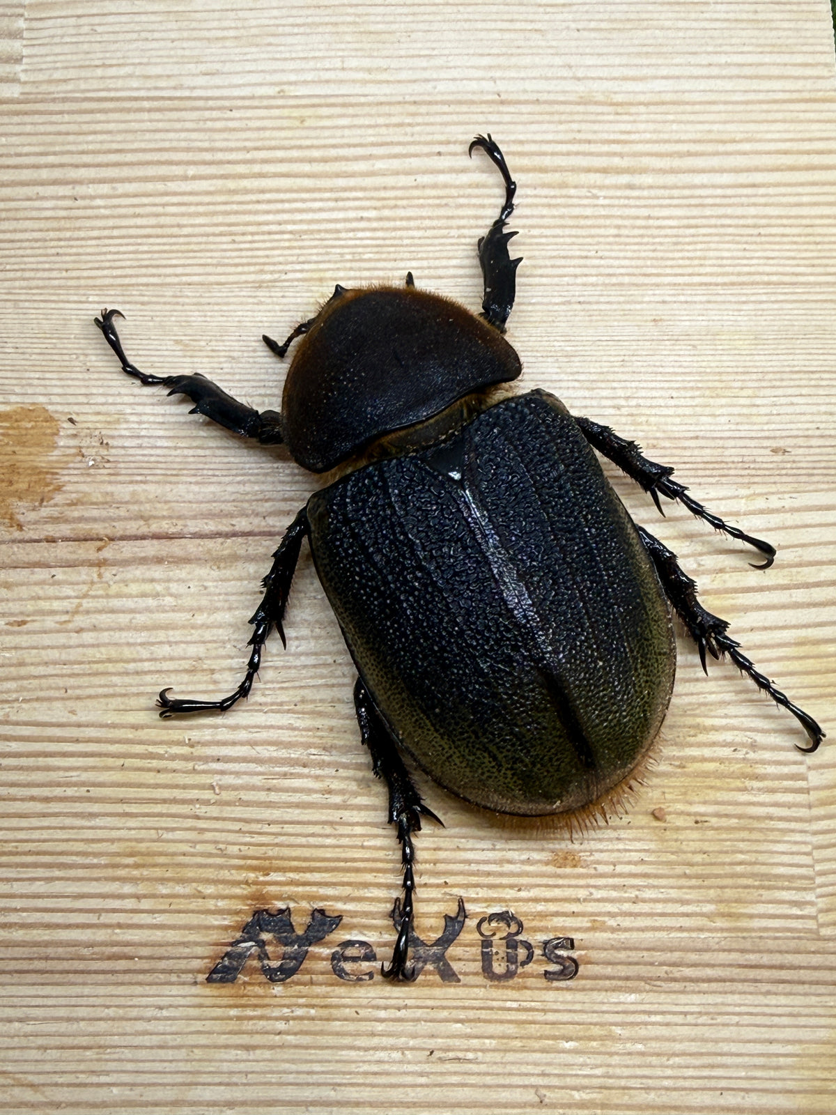 DH・ヘラクレス(大型血統)　♀73.6mm単品