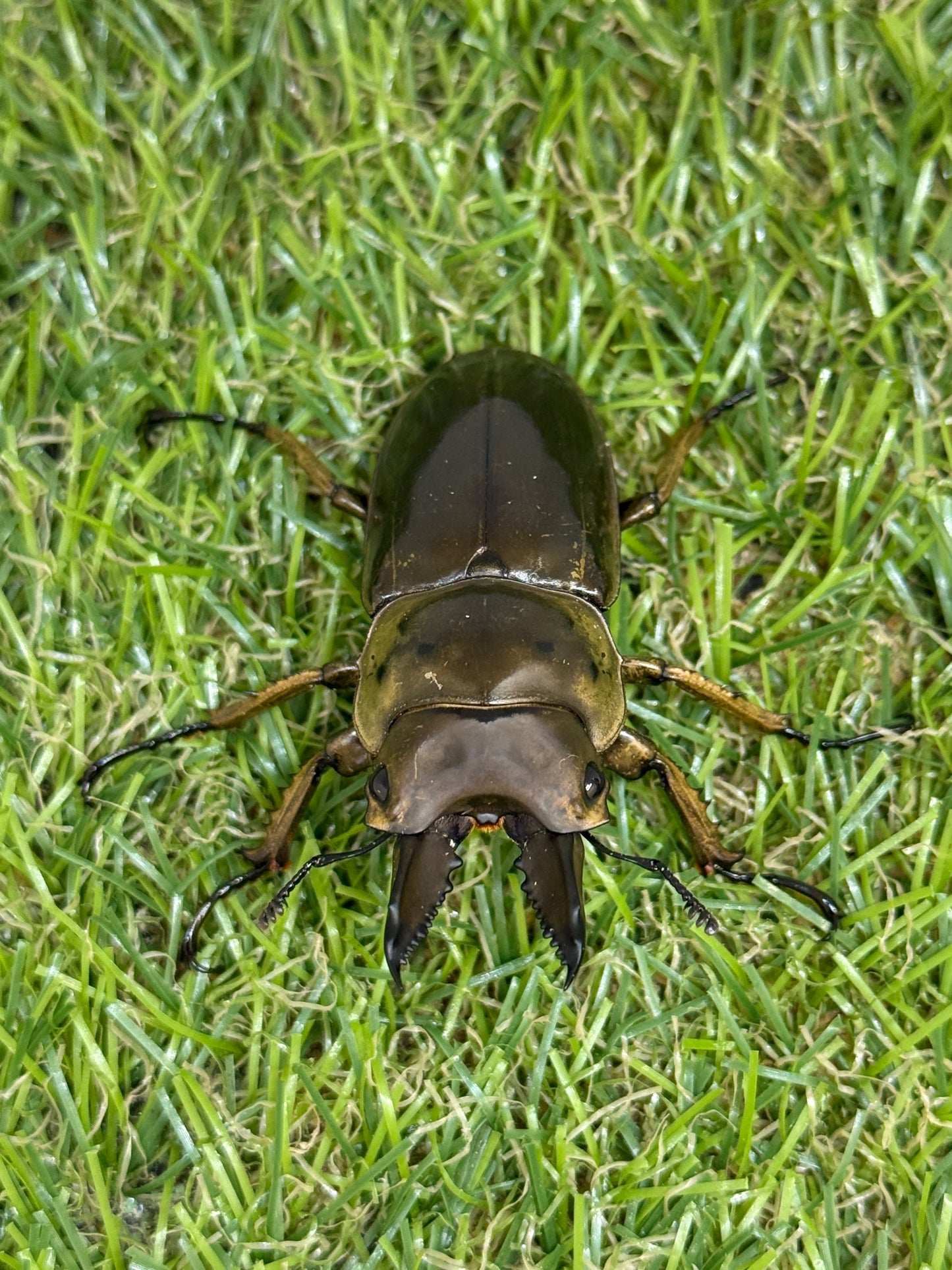 ババオウゴンオニクワガタ　♂54mm成虫ペア
