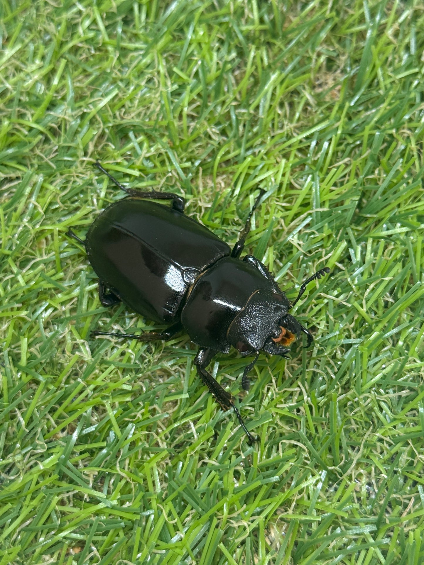 ギラファノコギリクワガタ(ティモレンシス)レッドアイ血統　♂77mm成虫ペア