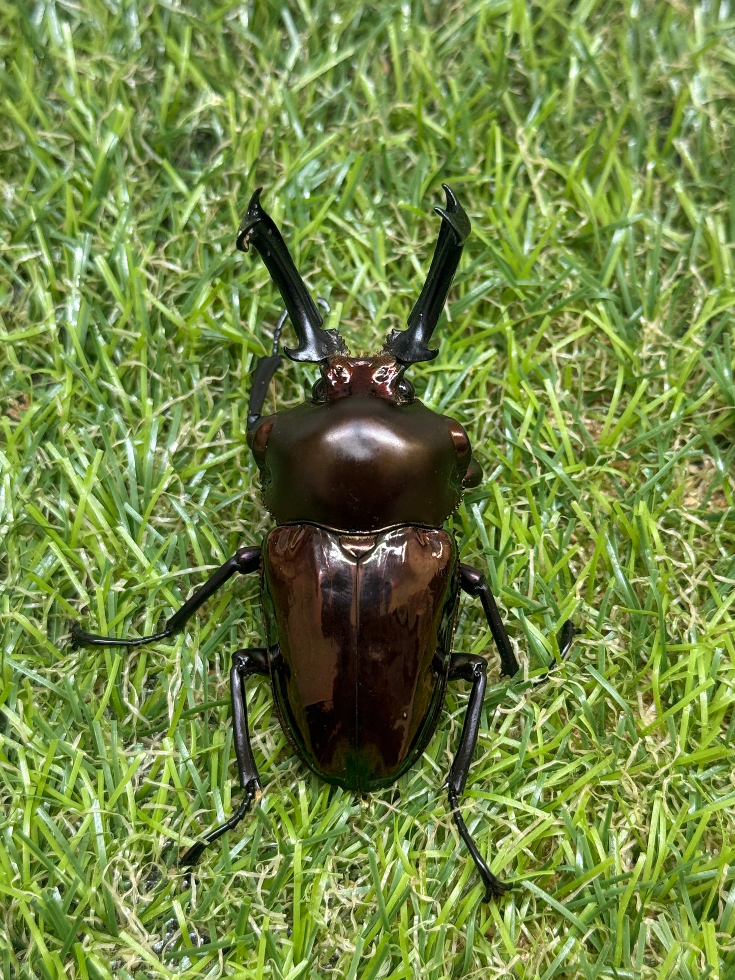 ニジイロクワガタ　♂62mm成虫ペア