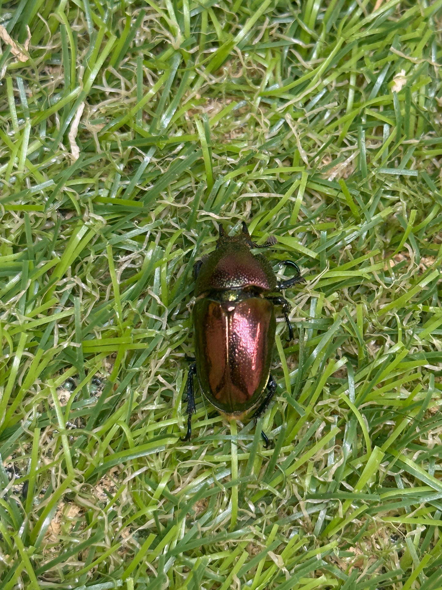 パプアキンイロクワガタ　♂39.5mm成虫ペア