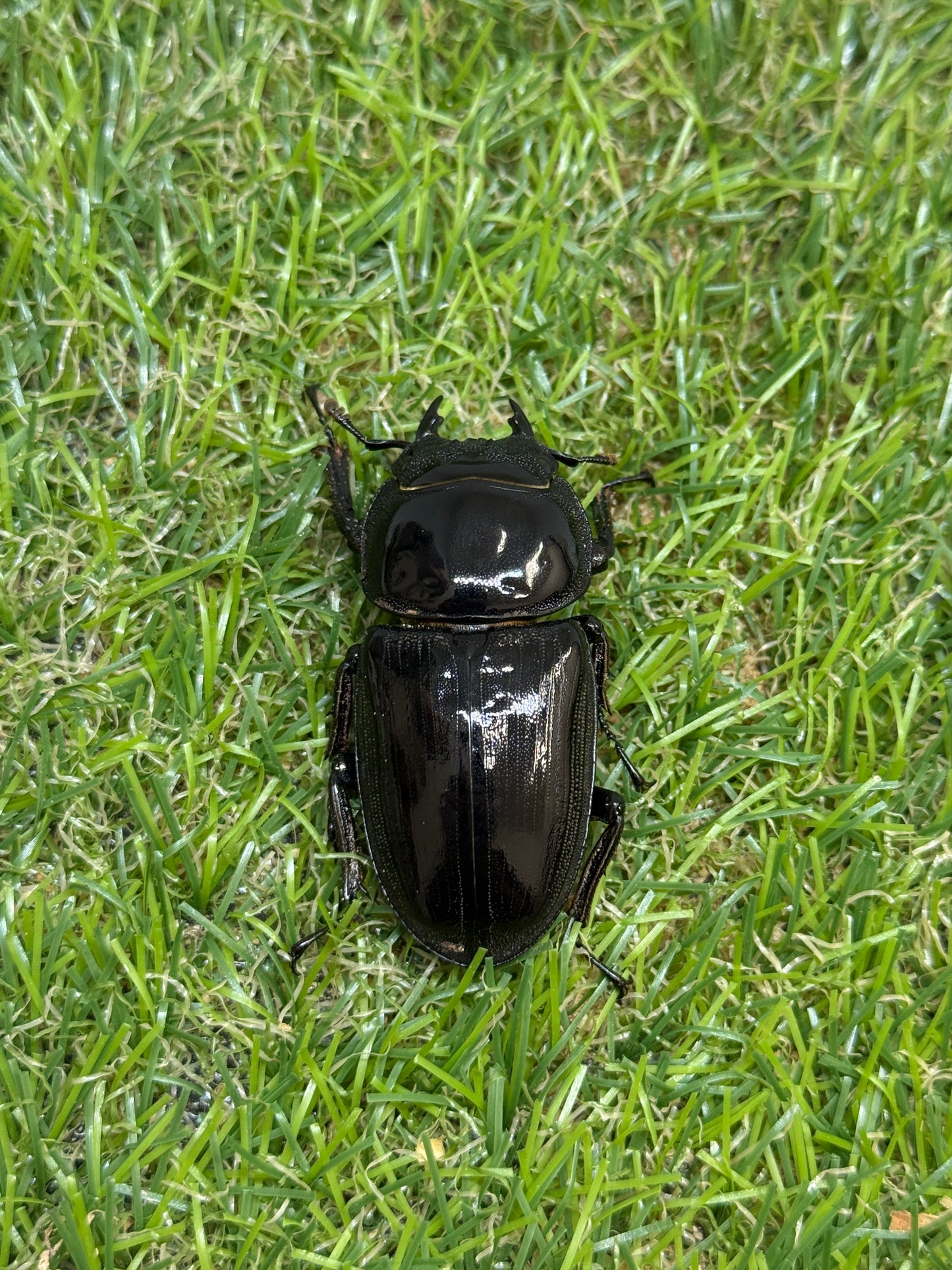 グランディスオオクワガタ　♂81.5mm成虫ペア