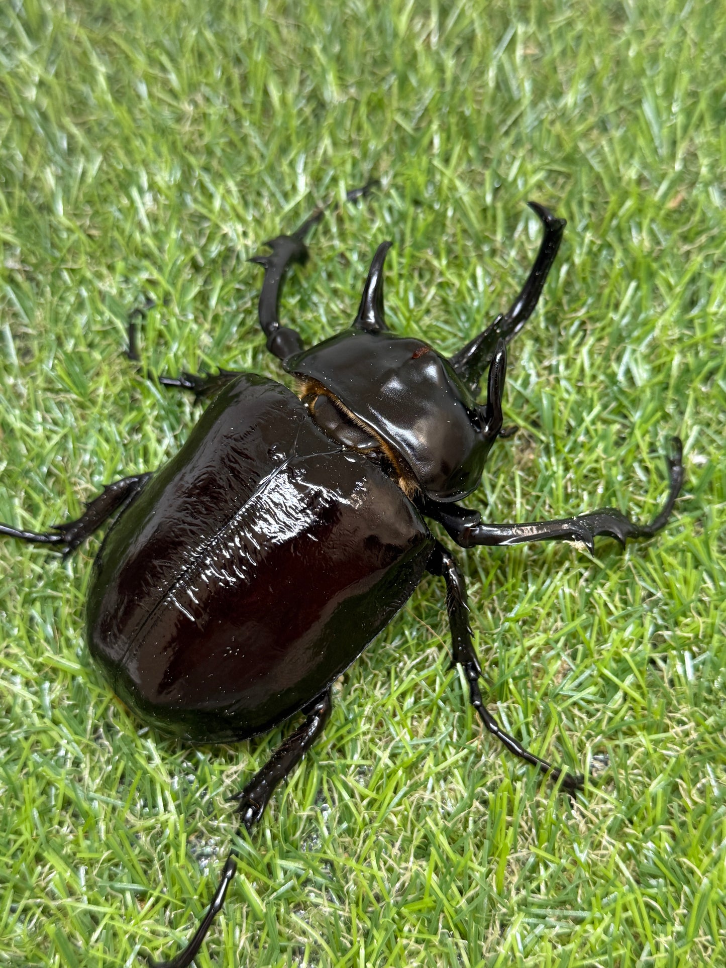 マルスゾウカブト　♂106mm成虫ペア