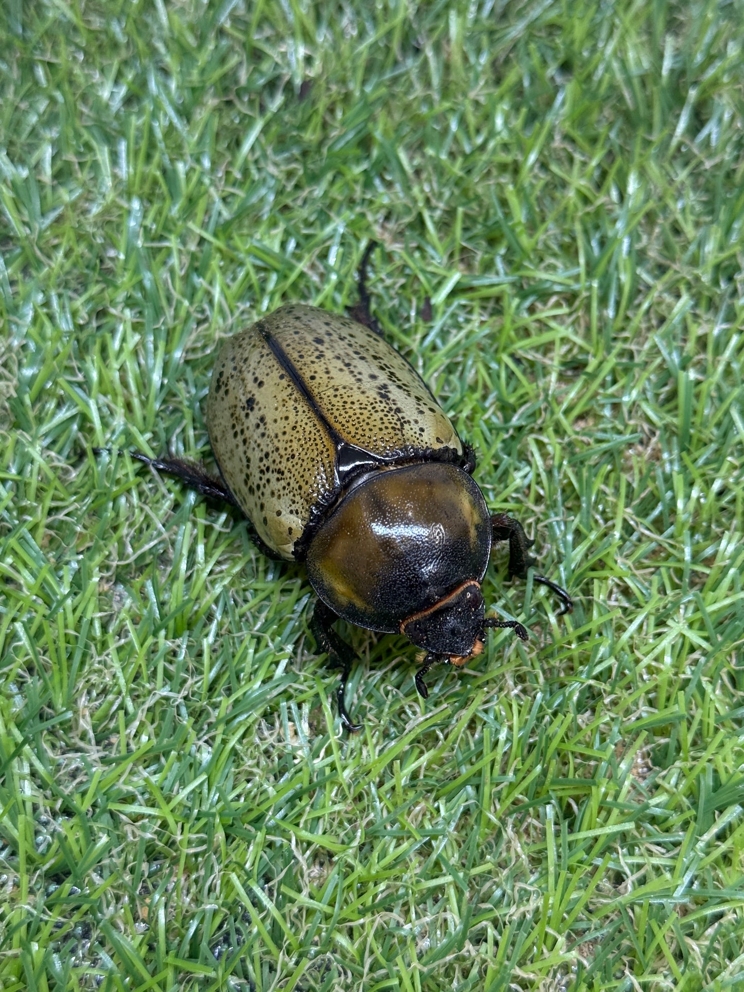 ティティウスシロカブト　♂64.5mm成虫ペア