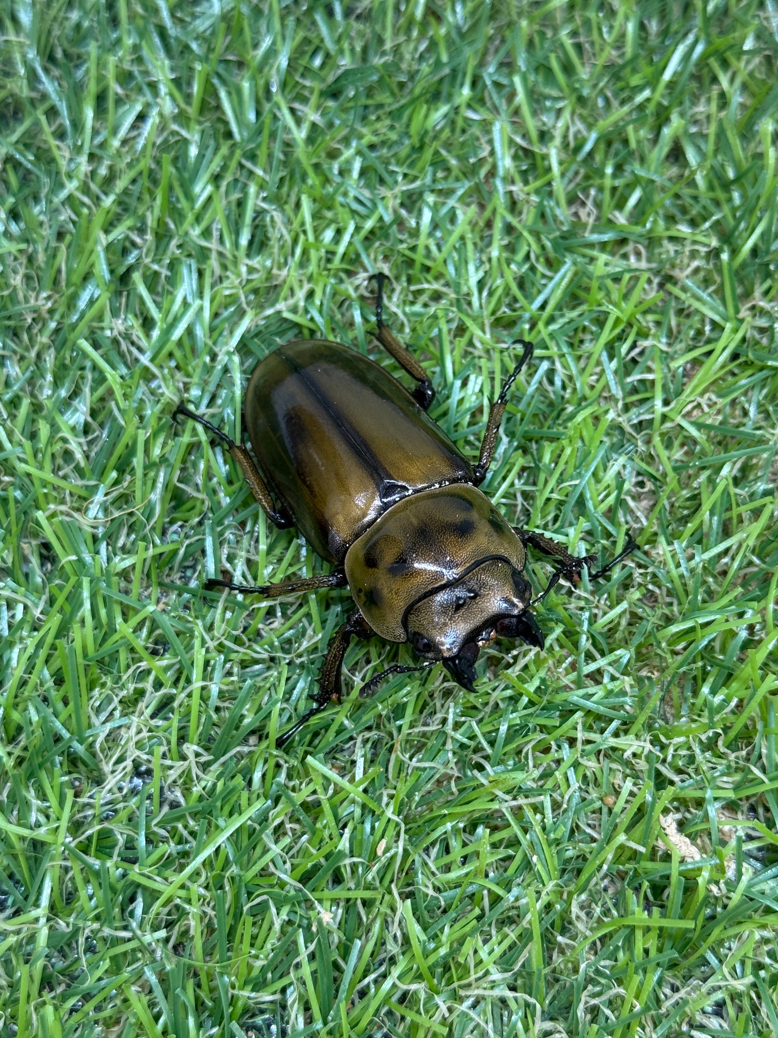 ババオウゴンオニクワガタ ♂62.8mm成虫ペア – 昆虫ショップNexus