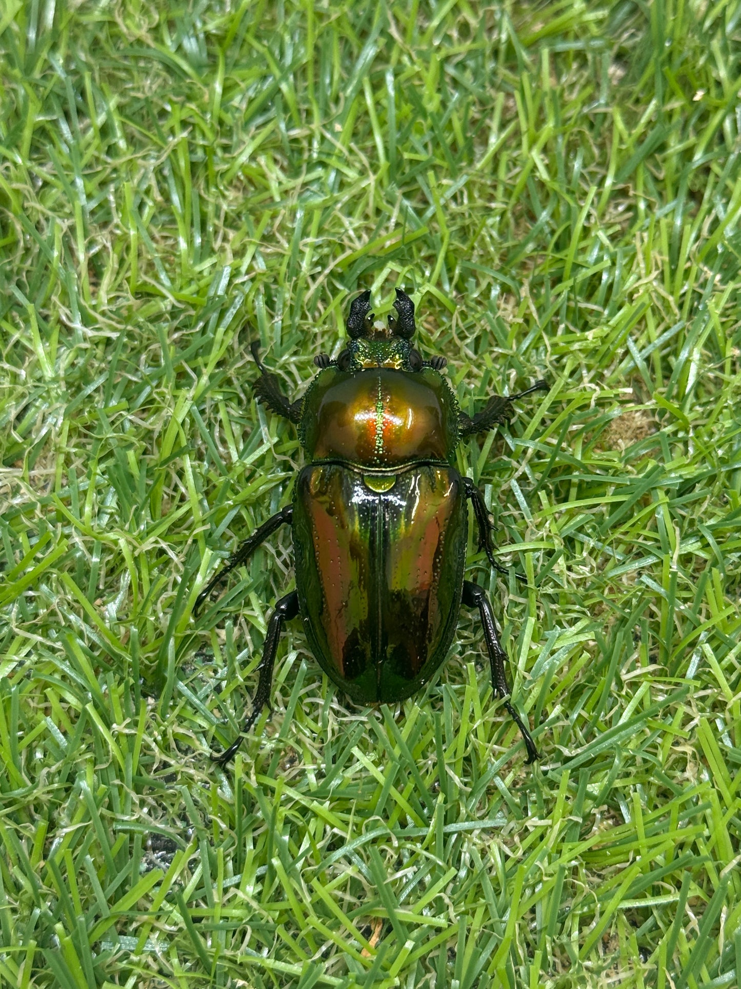 ニジイロクワガタ(ピカール系)　♂46.7mm成虫ペア