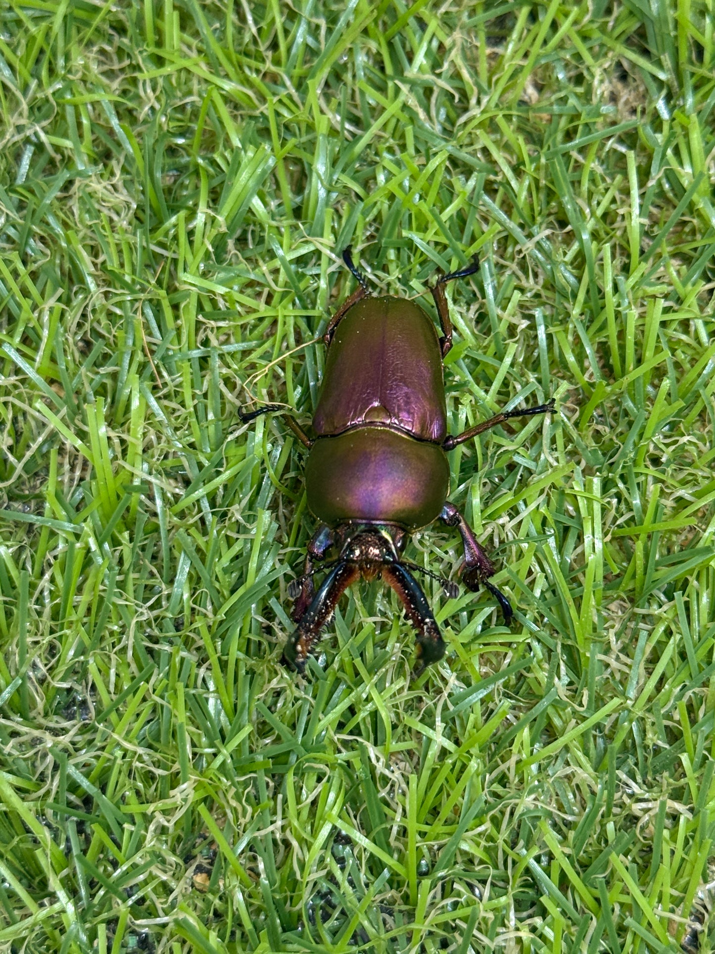 パプアキンイロクワガタ　♂freeサイズ成虫ペア