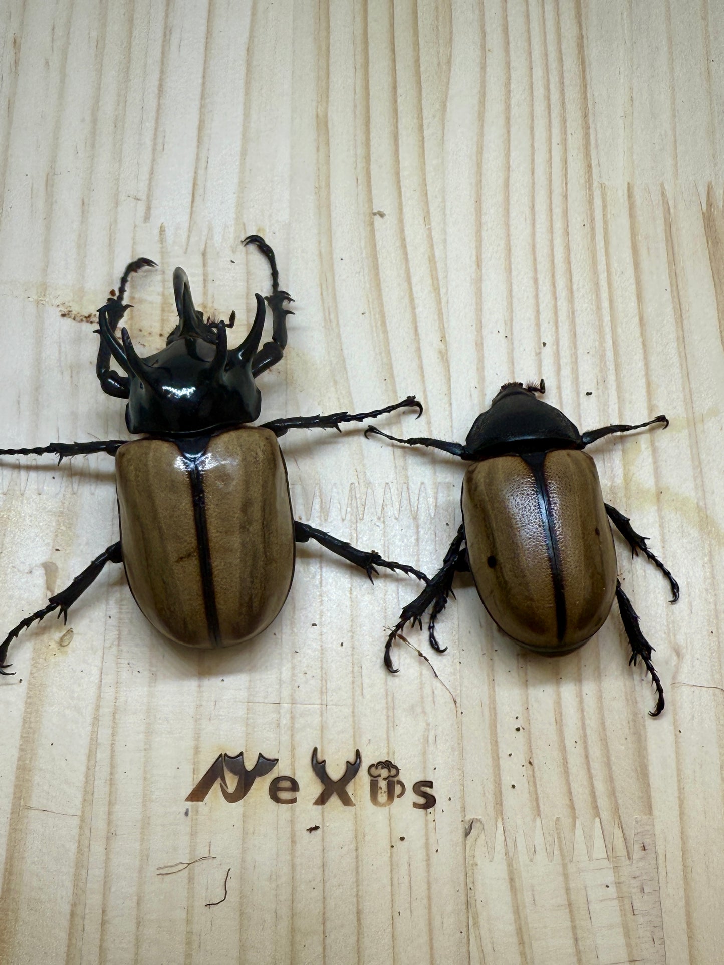 ゴホンヅノカブトWD　♂81mm成虫ペア