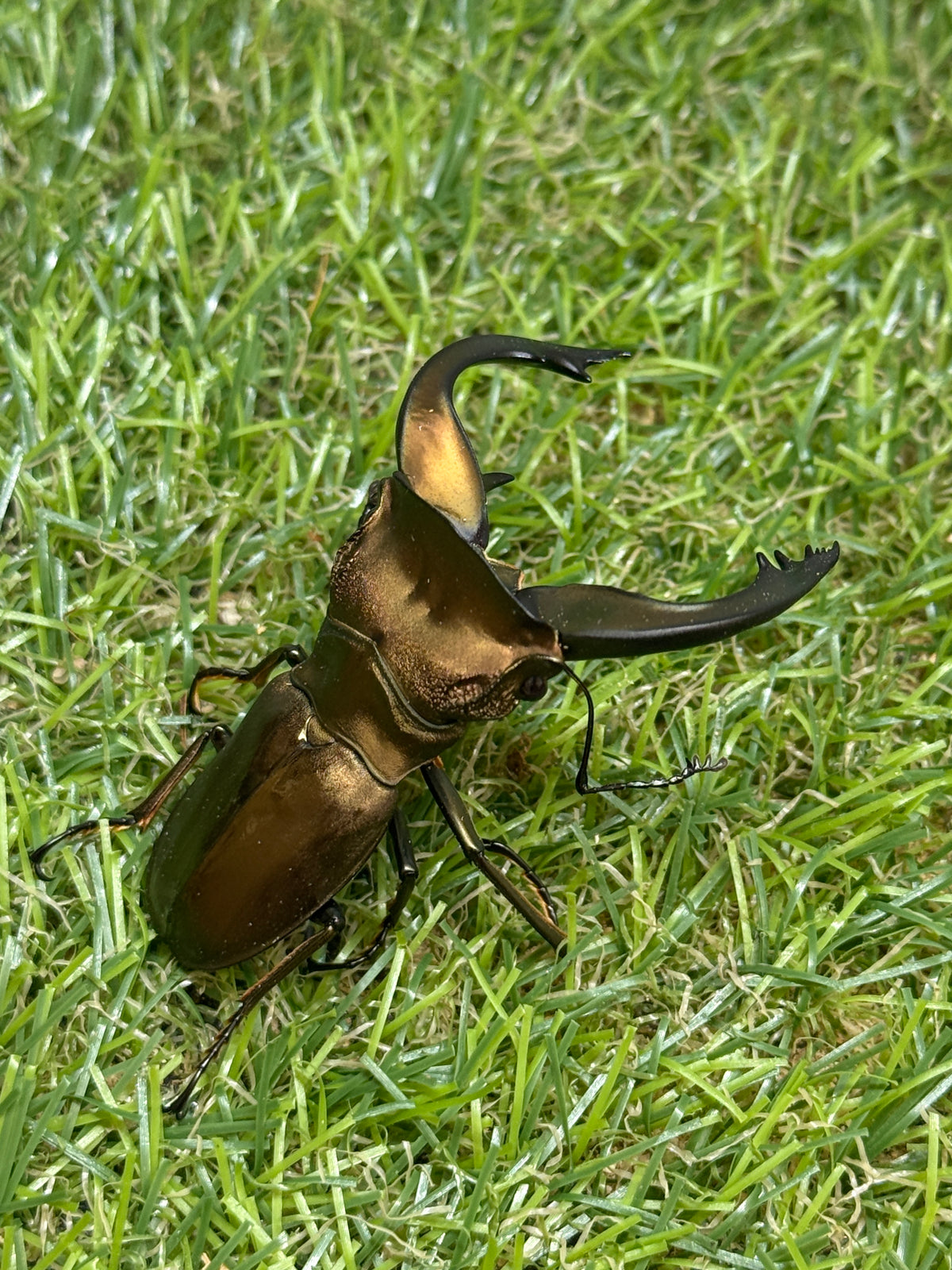 スペキオススホソアカクワガタ　♂58mm成虫ペア