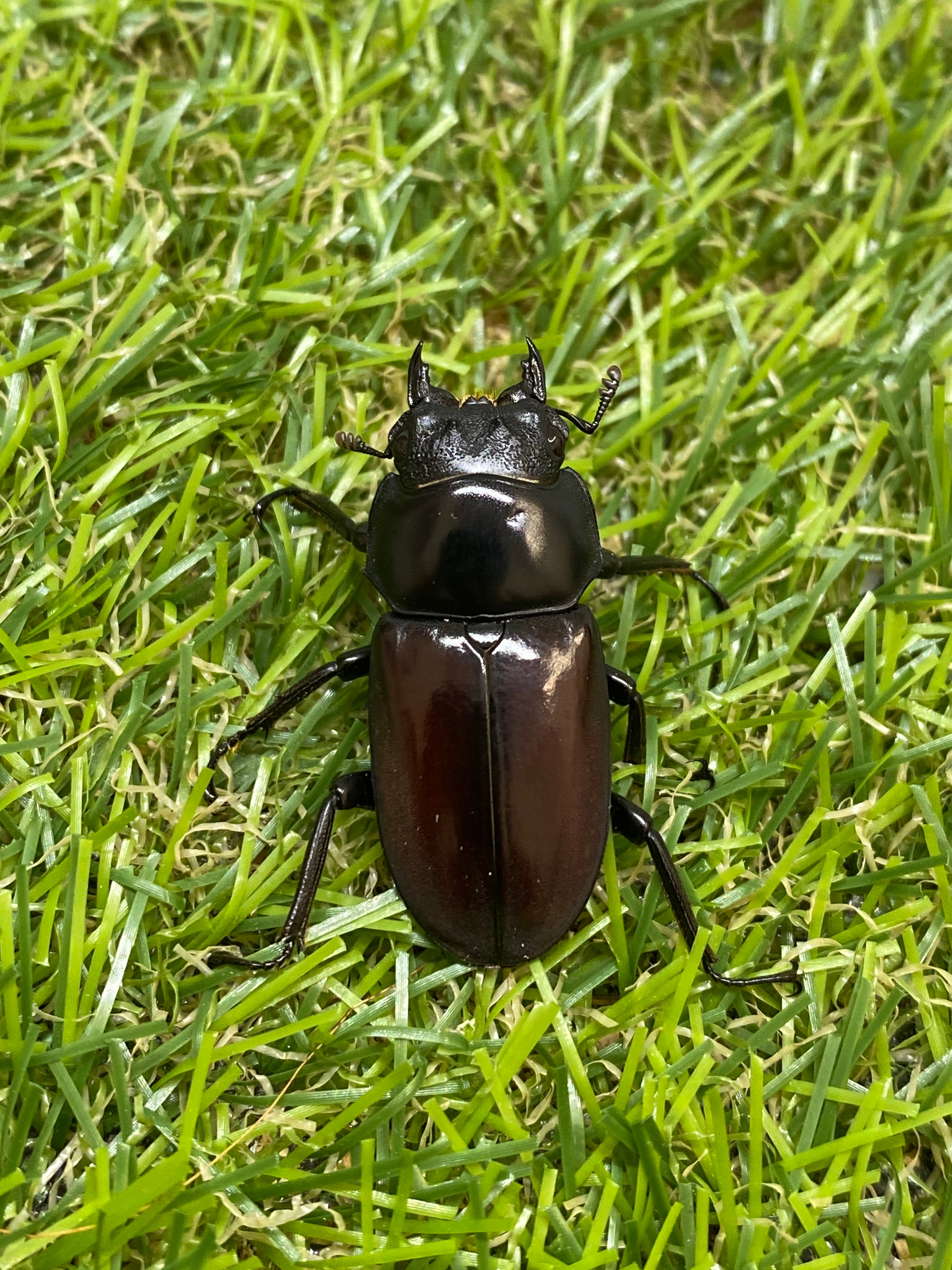 アローコクワガタssp ♂58.5mm成虫ペア – 昆虫ショップNexus