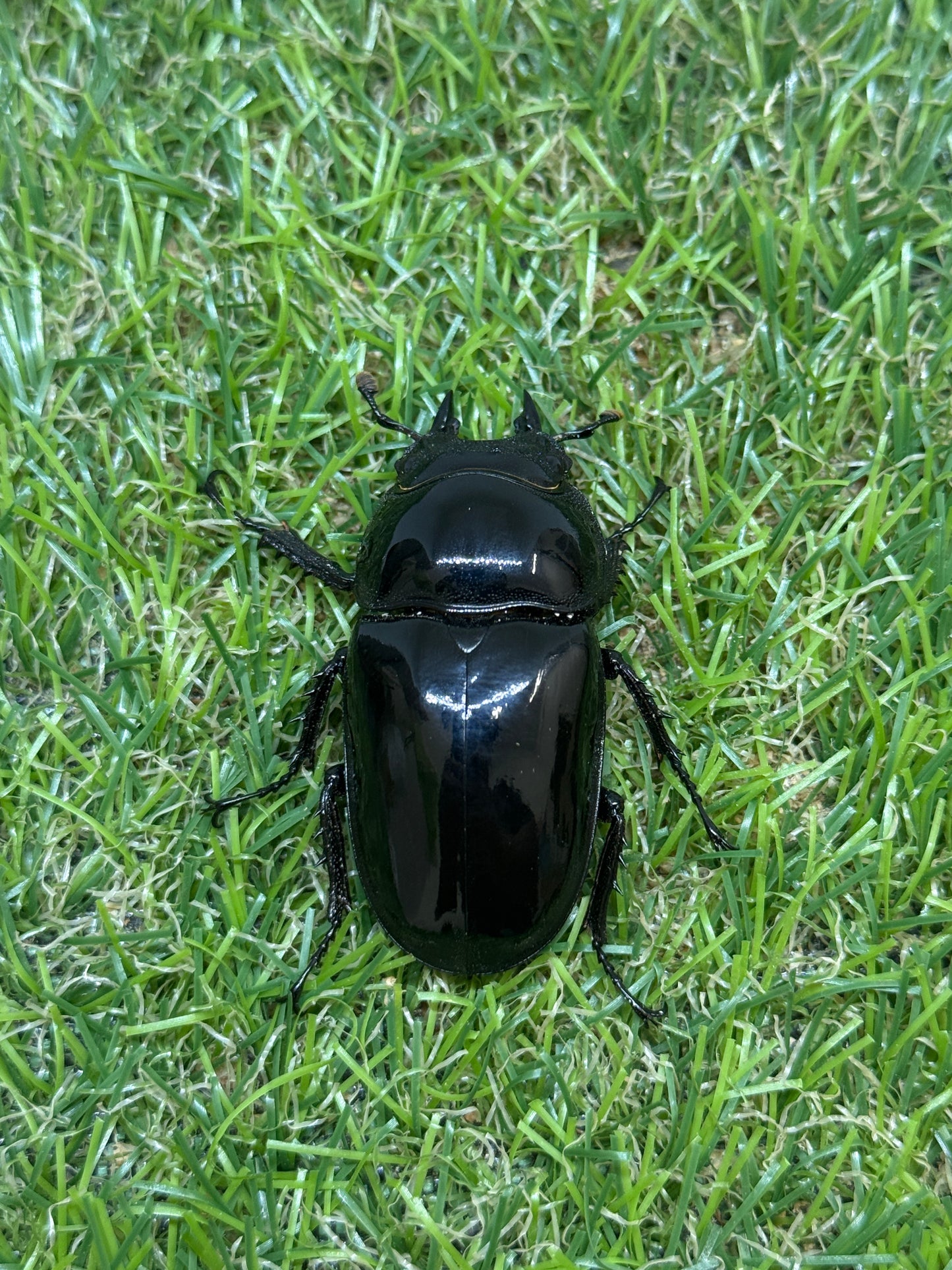 タランドゥスオオツヤクワガタ　♂58.8mm成虫ペア
