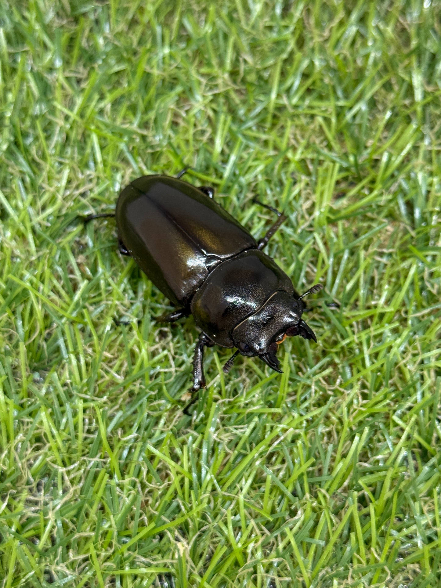 ババオウゴンオニクワガタ　♂50.8mm成虫ペア