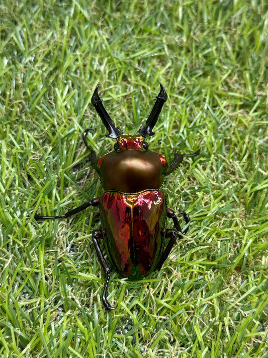 ニジイロクワガタ(レッド系)　♂54mm成虫ペア