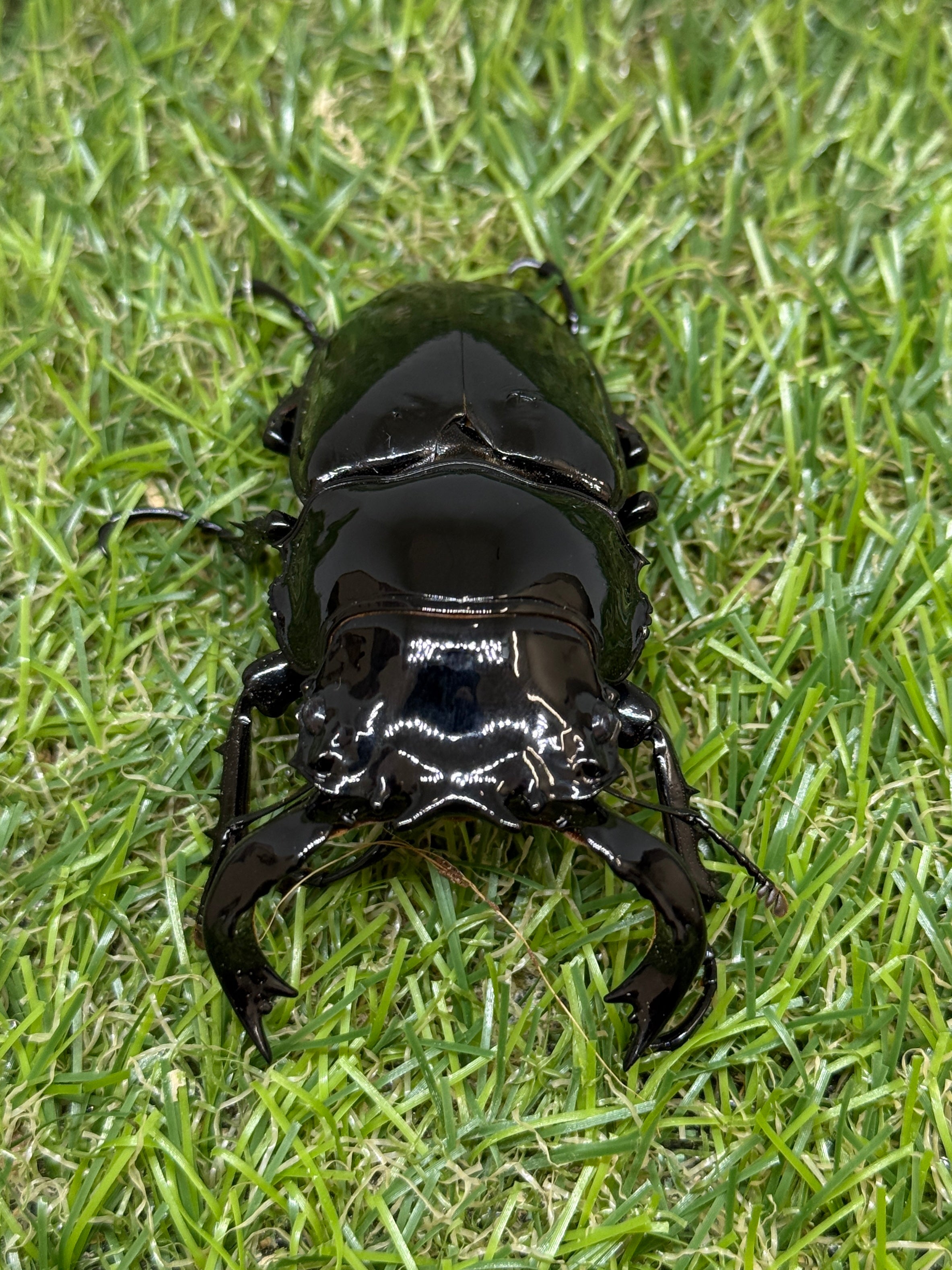 タランドゥスオオツヤクワガタ　♂75mm成虫ペア