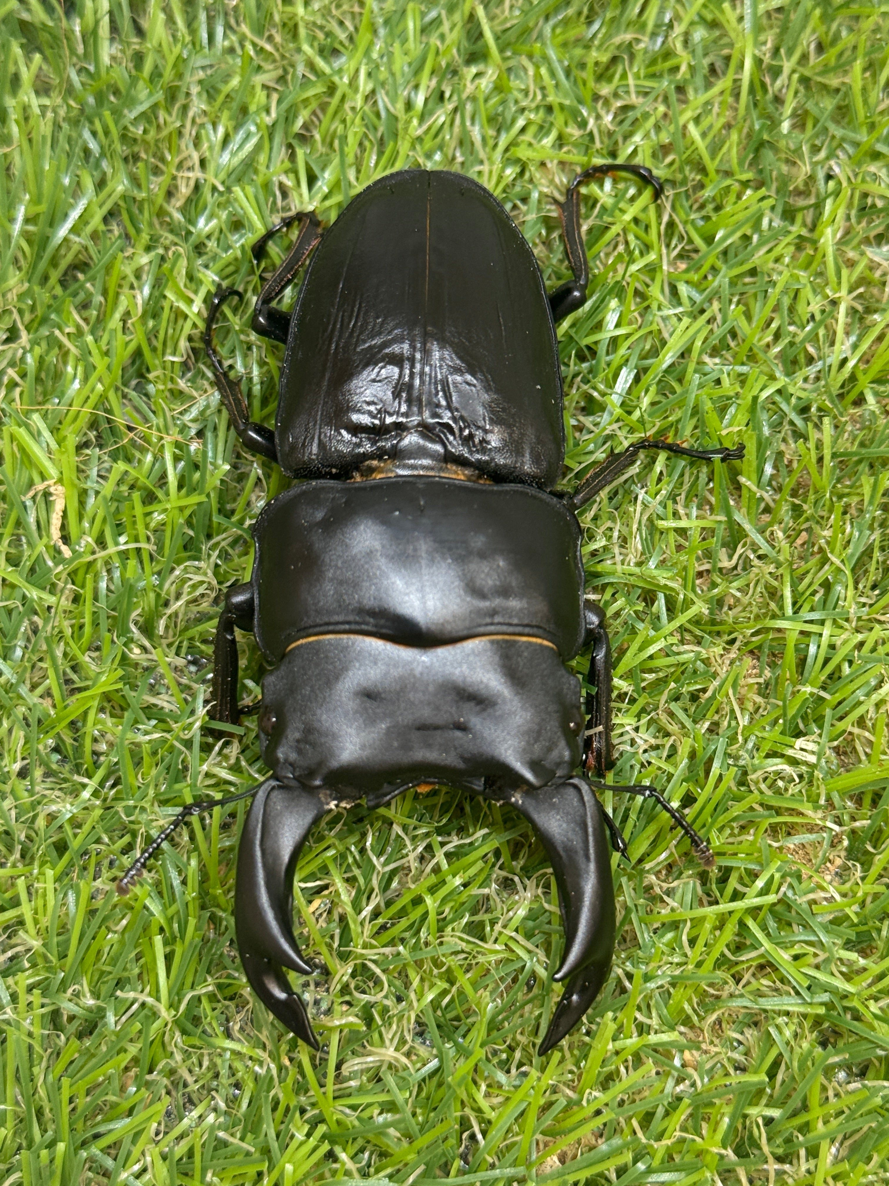 オオクワガタ 奈良輪川西 ♂80.8mm成虫ペア 2026年ブリード個体 – 昆虫
