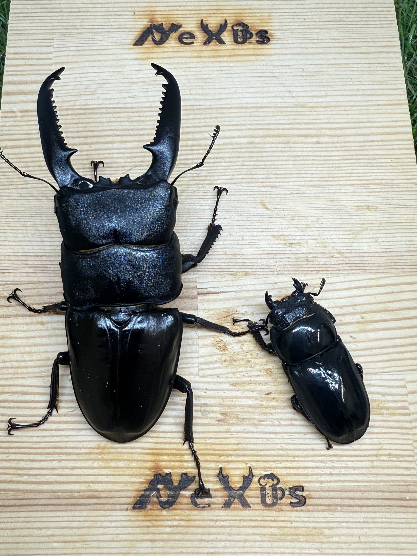 パラワンオオヒラタクワガタ(マンタリガハン産)♂100mm成虫ペア