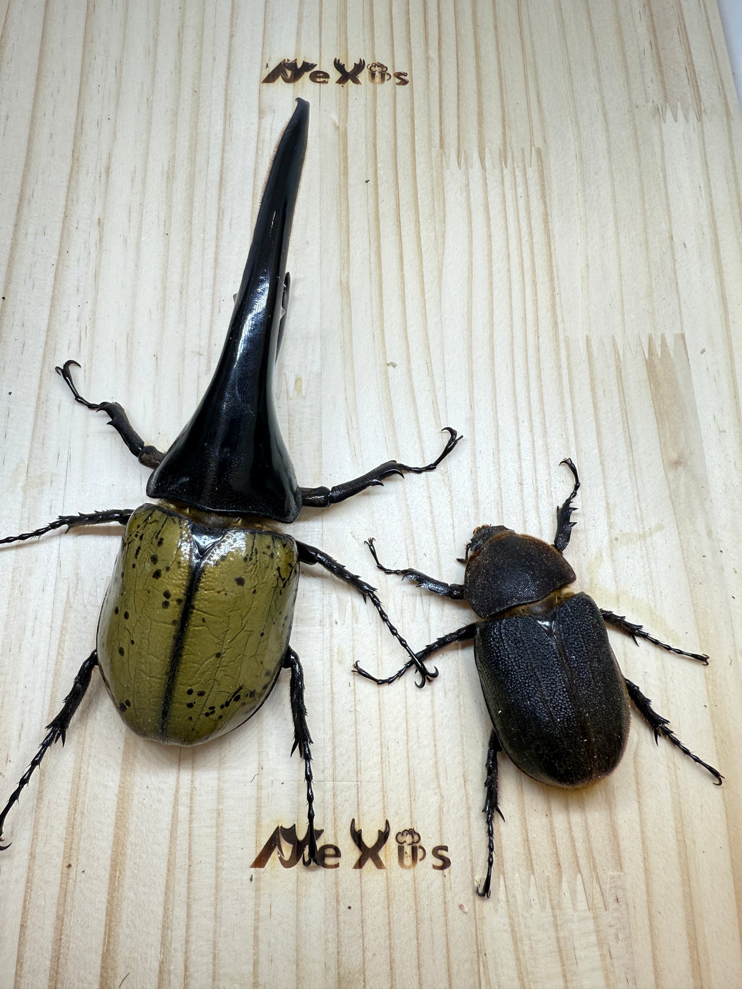 DH･ヘラクレス　♂152mm成虫ペア