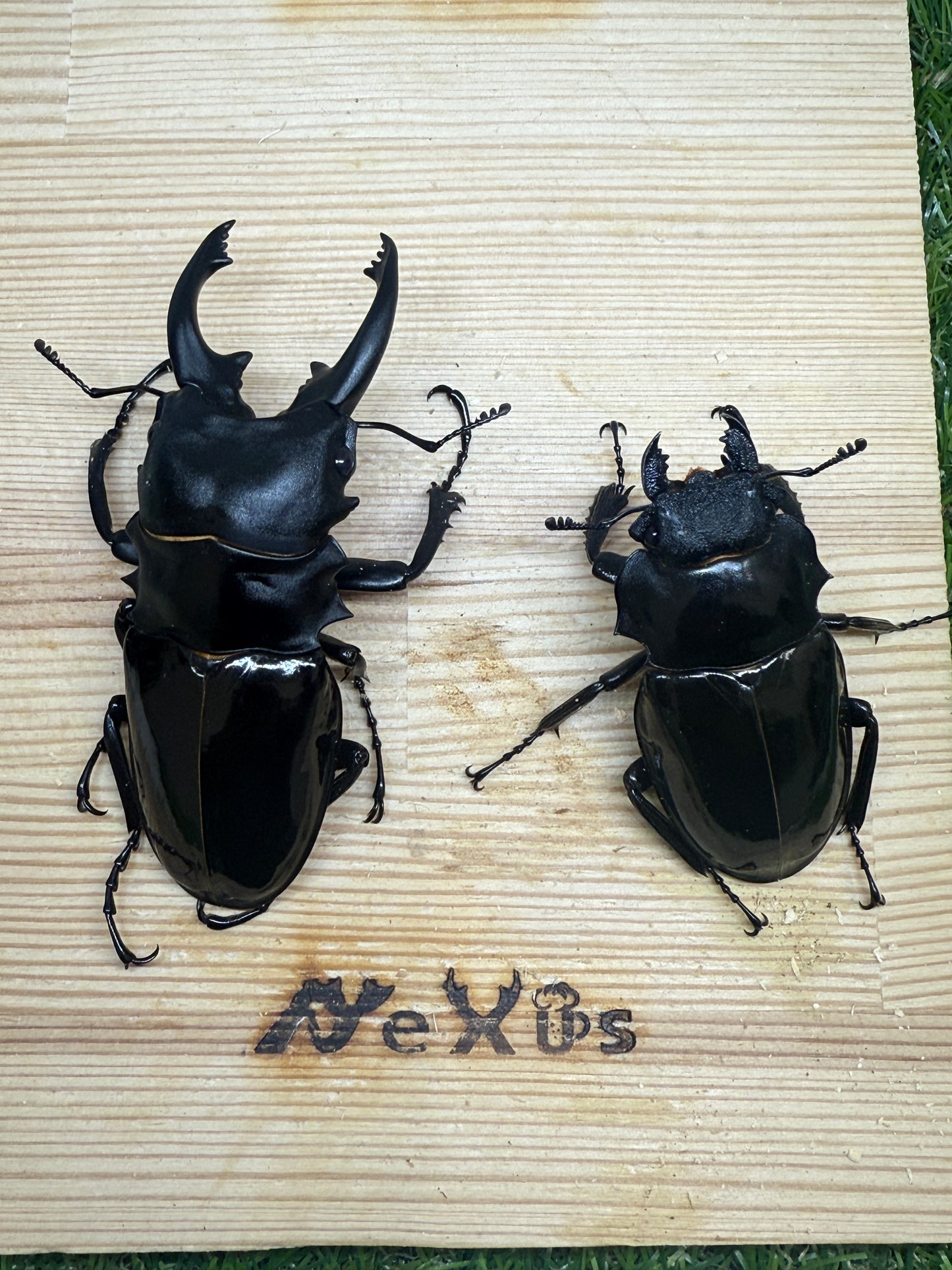 インターメディアツヤクワガタ　♂85mm成虫ペア