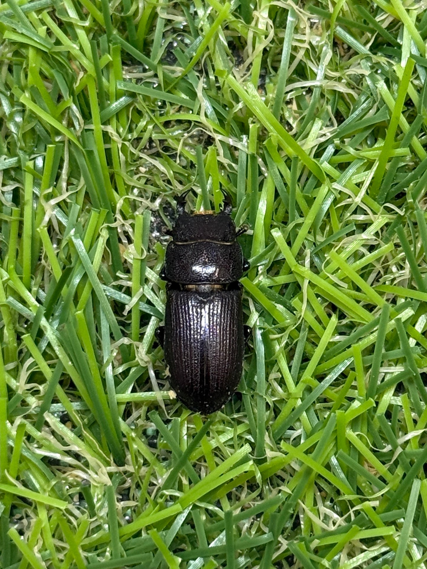 パラレルスオオクワガタ　♂freeサイズ成虫ペア