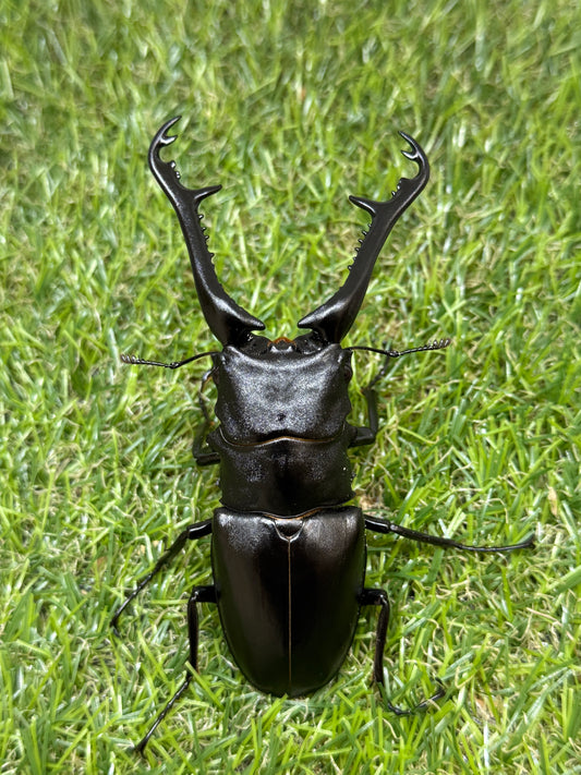 ギラファノコギリクワガタ　ケイスケ　♂103mm成虫ペア