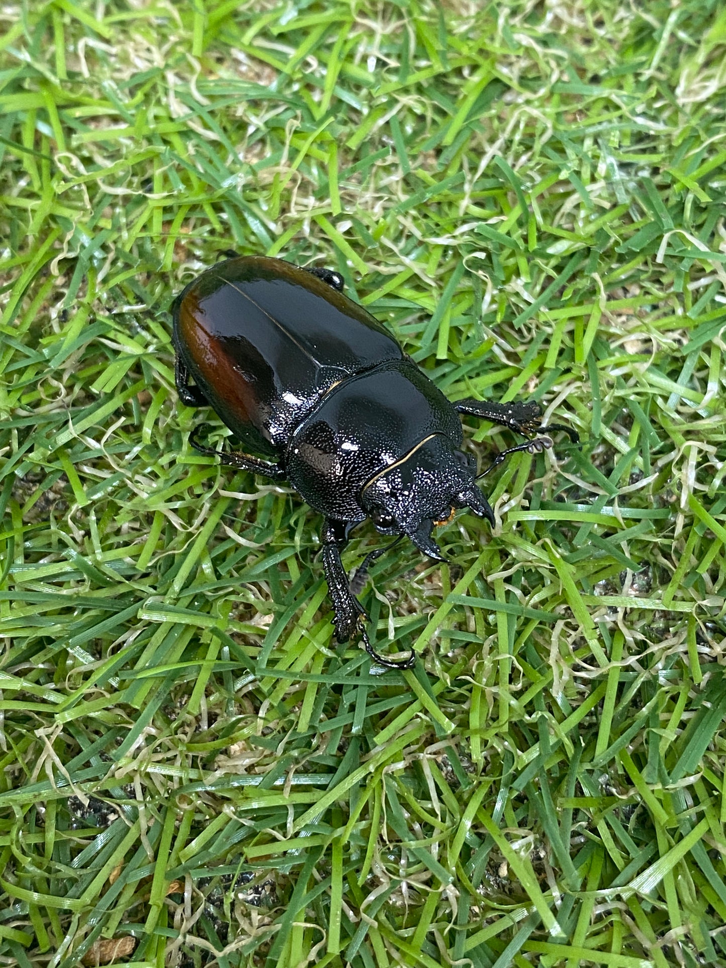 レニノコギリクワガタ　♂65mm成虫ペア