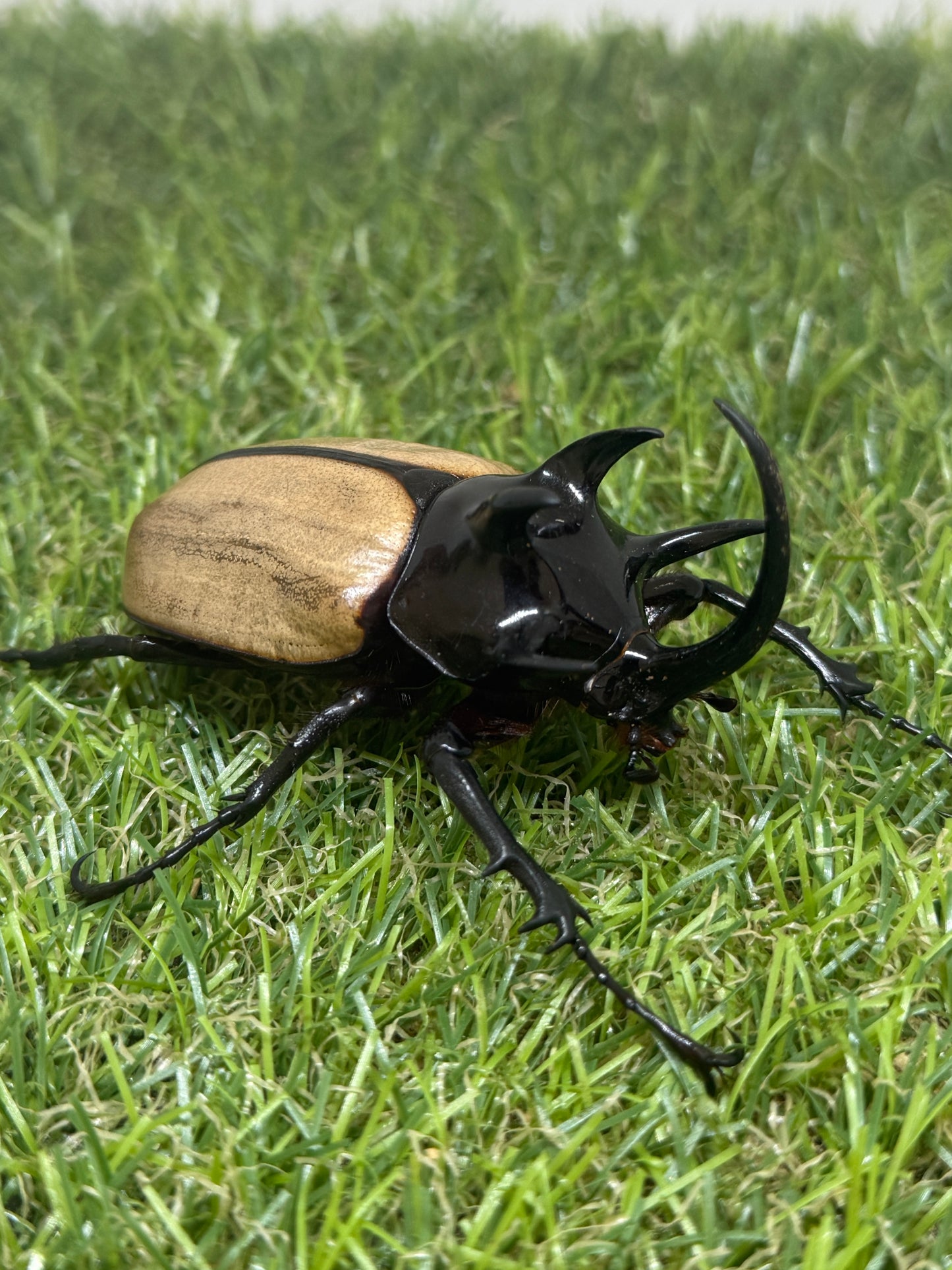 ゴホンヅノカブトWD　♂75mm成虫ペア