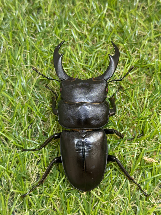 シェンクリンクオオクワガタ(レッドアイ血統)♂71mm成虫ペア