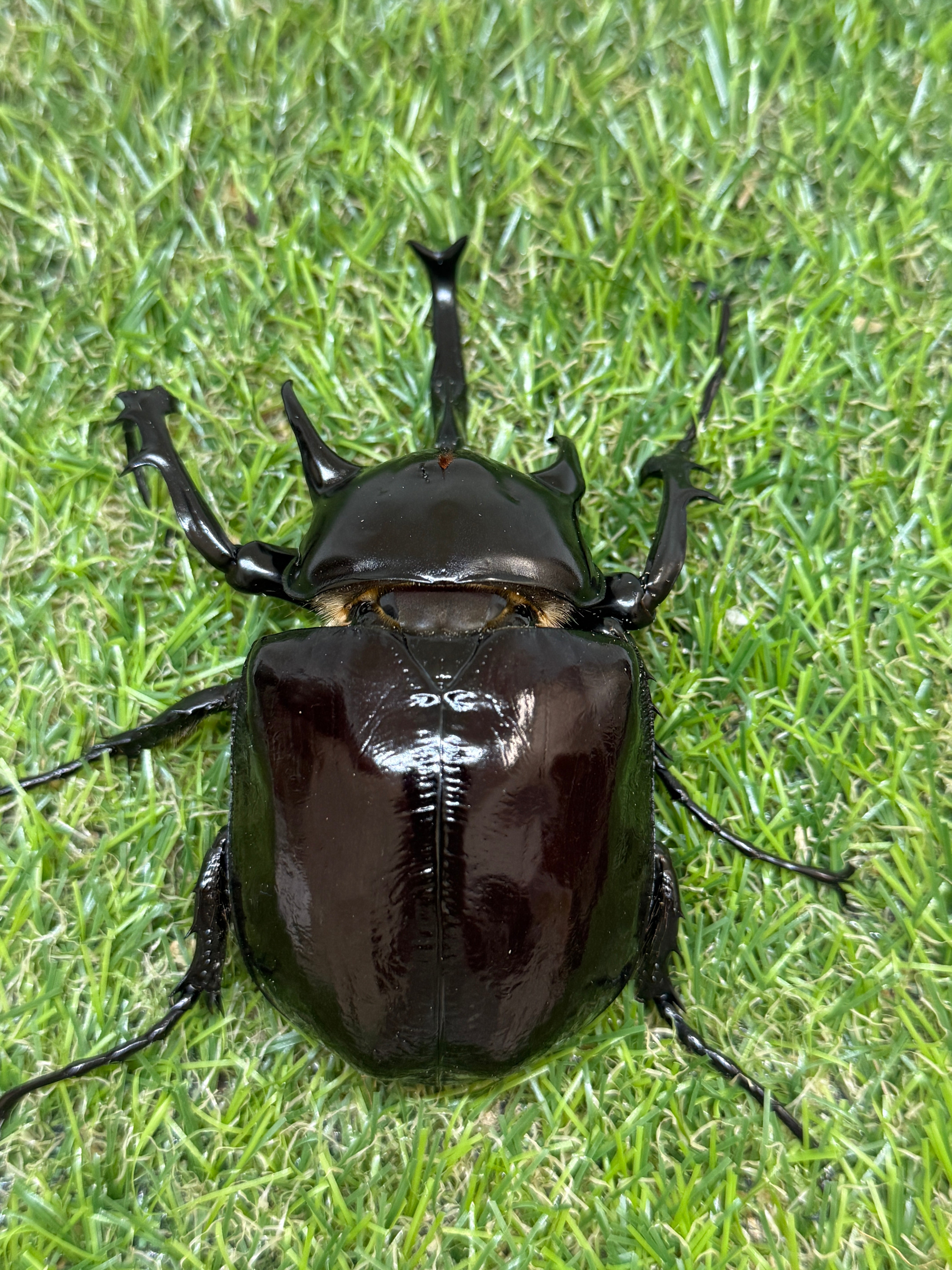 マルスゾウカブト ♂104mm成虫ペア – 昆虫ショップNexus