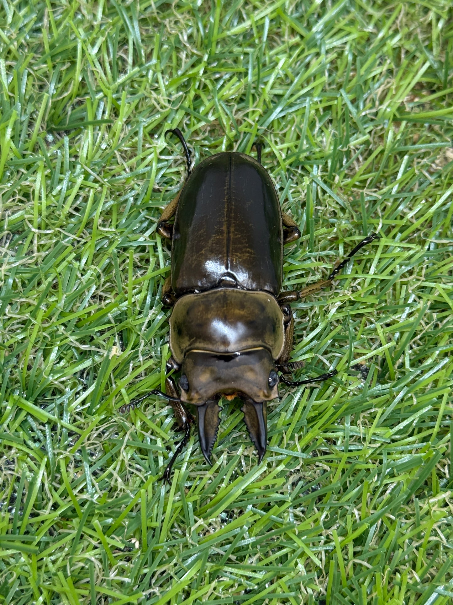 ババオウゴンオニクワガタ　♂50.6mm成虫ペア