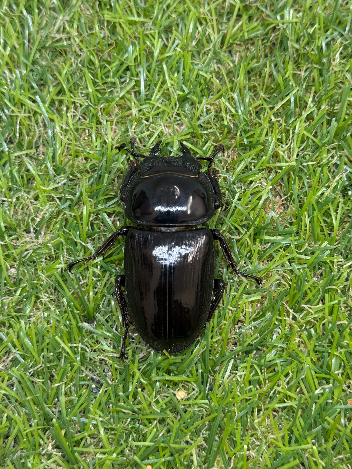 グランディスオオクワガタ　♂85.2mm成虫ペア
