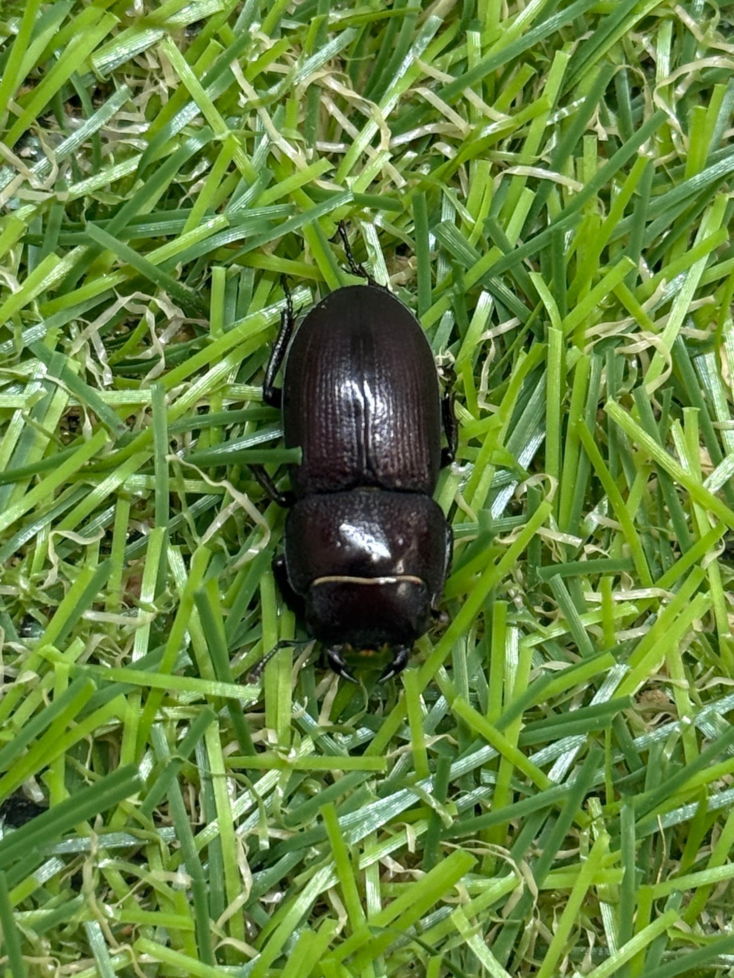 ブレビスオオクワガタ　♂freeサイズ成虫ペア