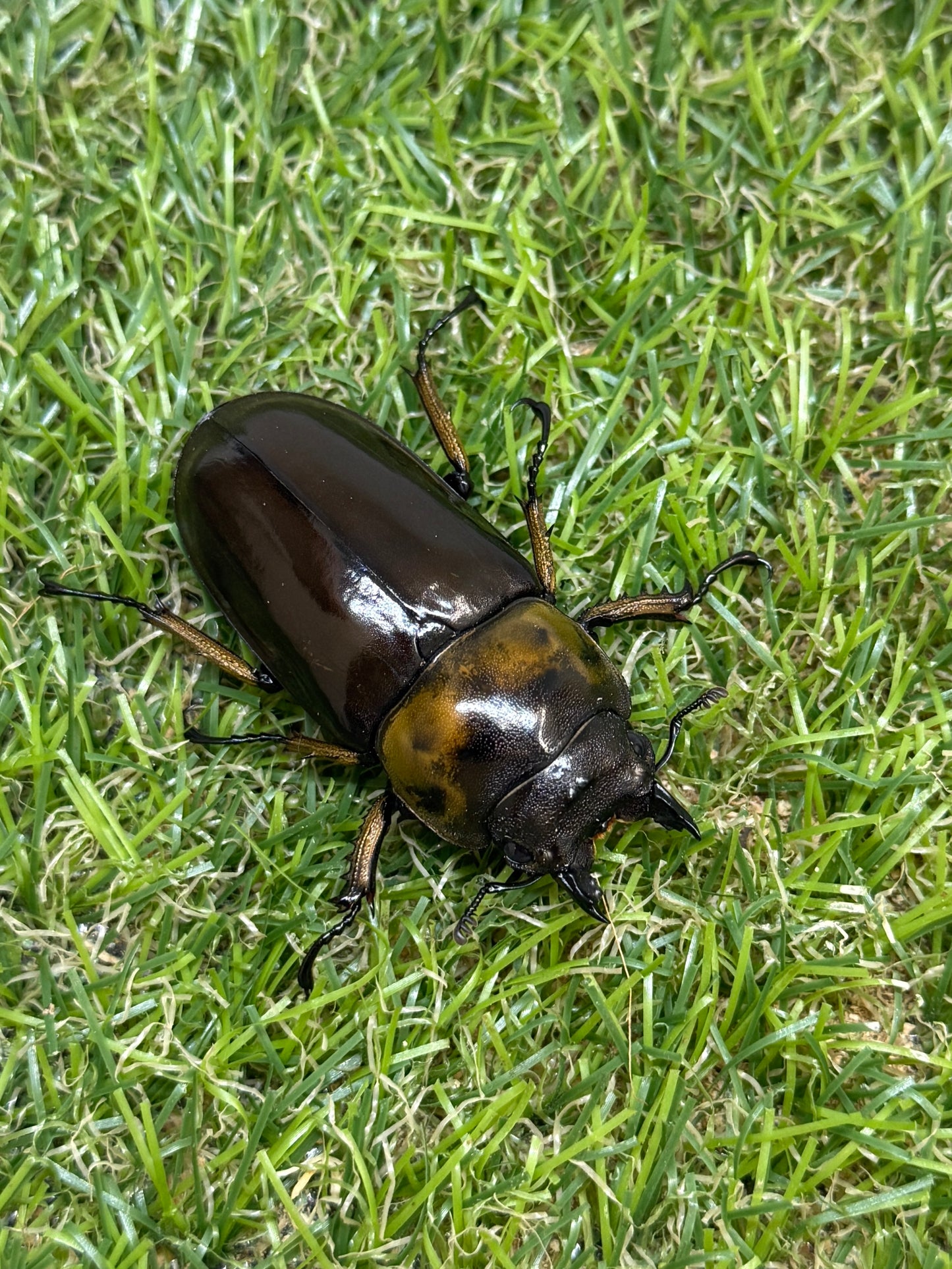 ババオウゴンオニクワガタ　♂69mm成虫ペア