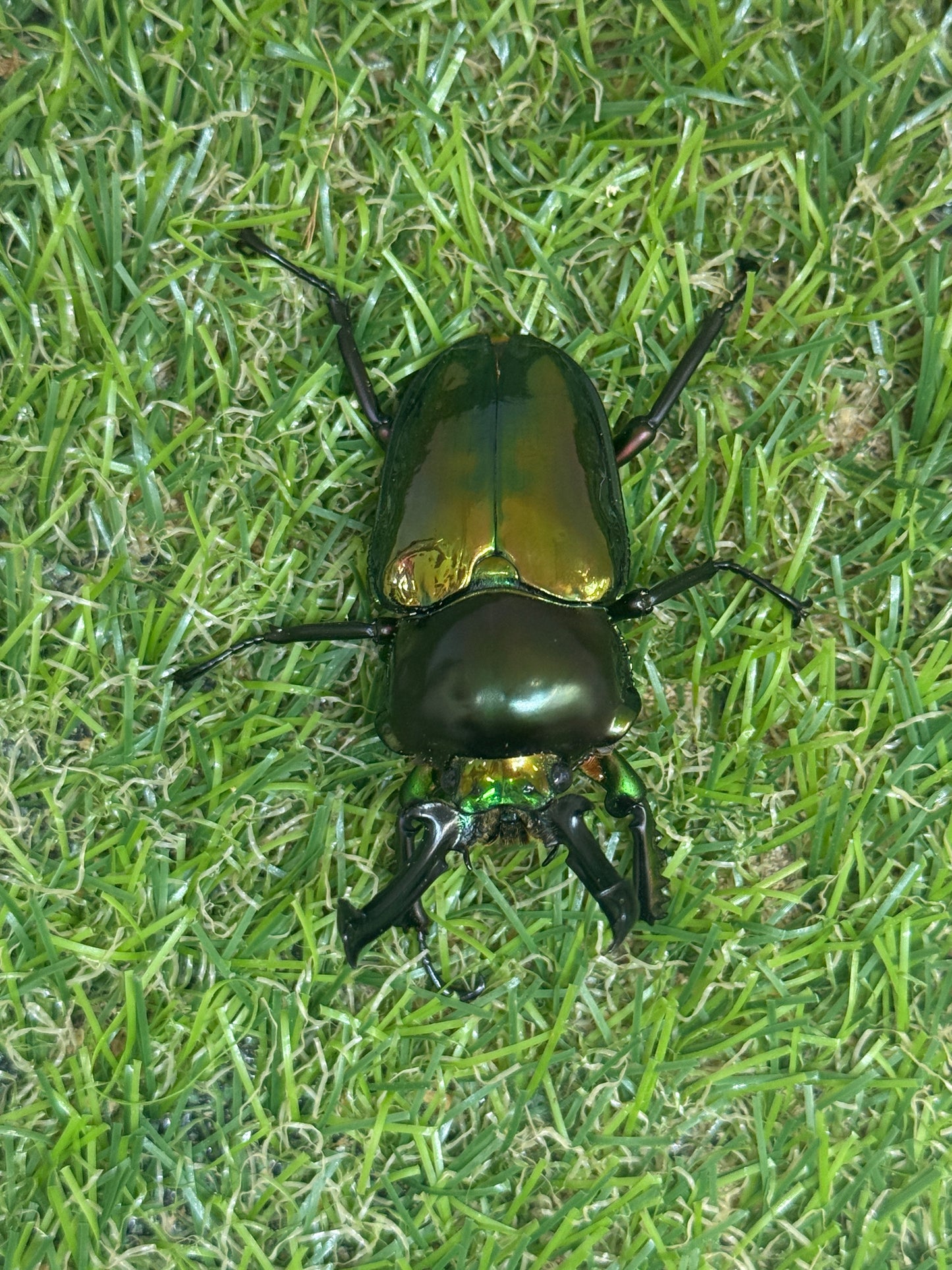 ニジイロクワガタ　♂55mm成虫ペア