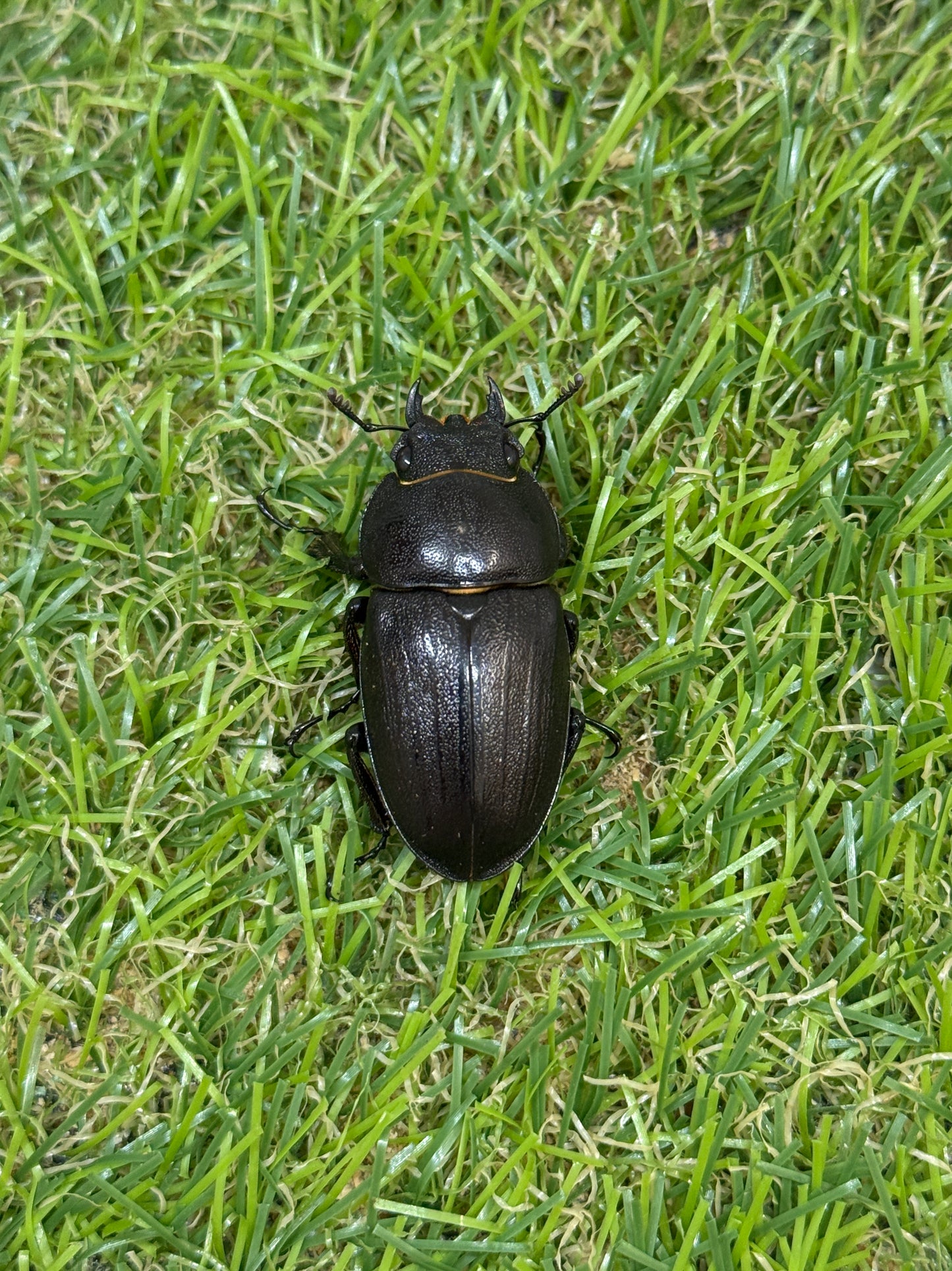 アマミノコギリクワガタ ♂66mm成虫ペア