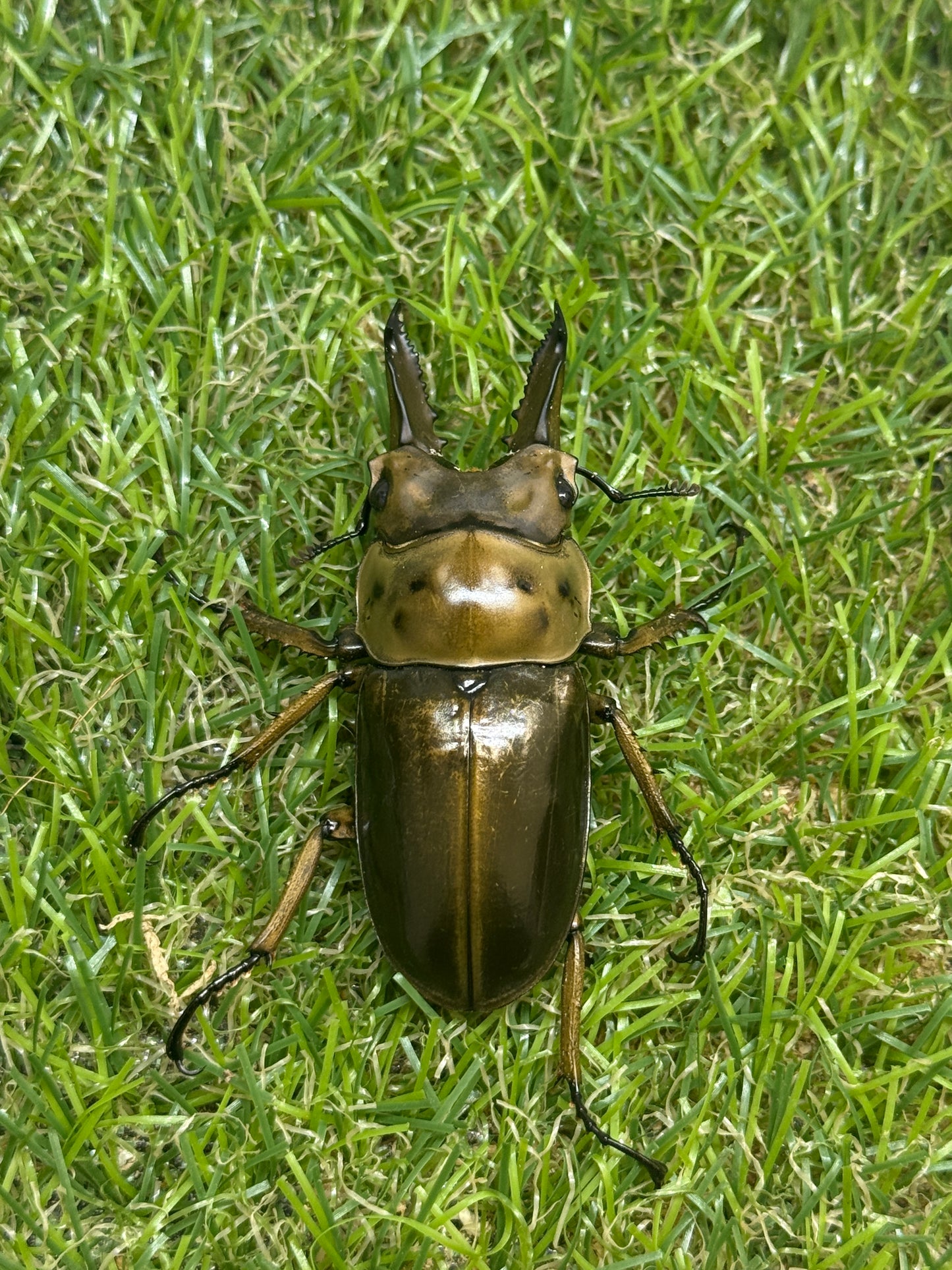 ババオウゴンオニクワガタ　♂56.6mm成虫ペア