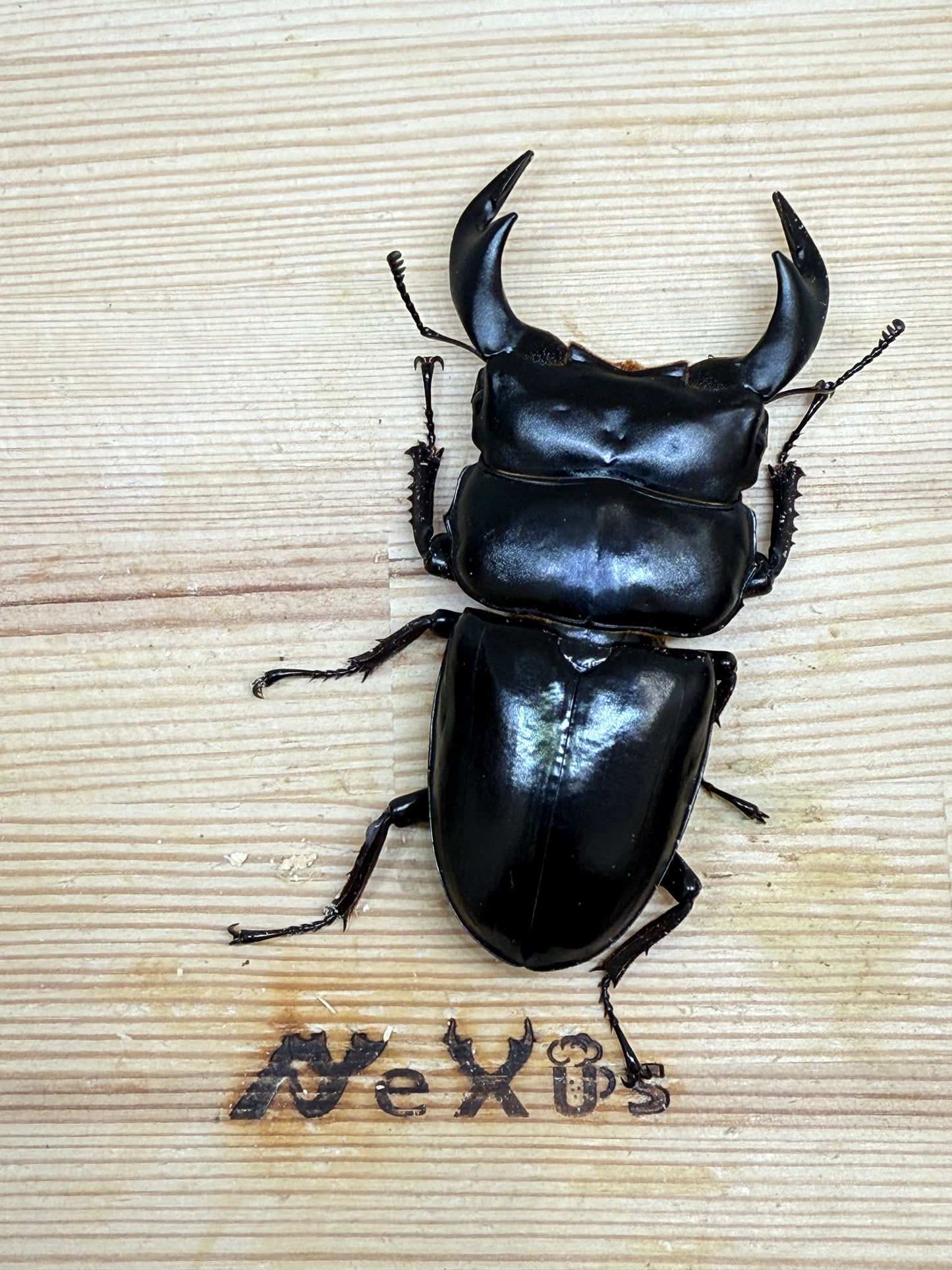 インドアンタエウスオオクワガタ　♂81mm単品